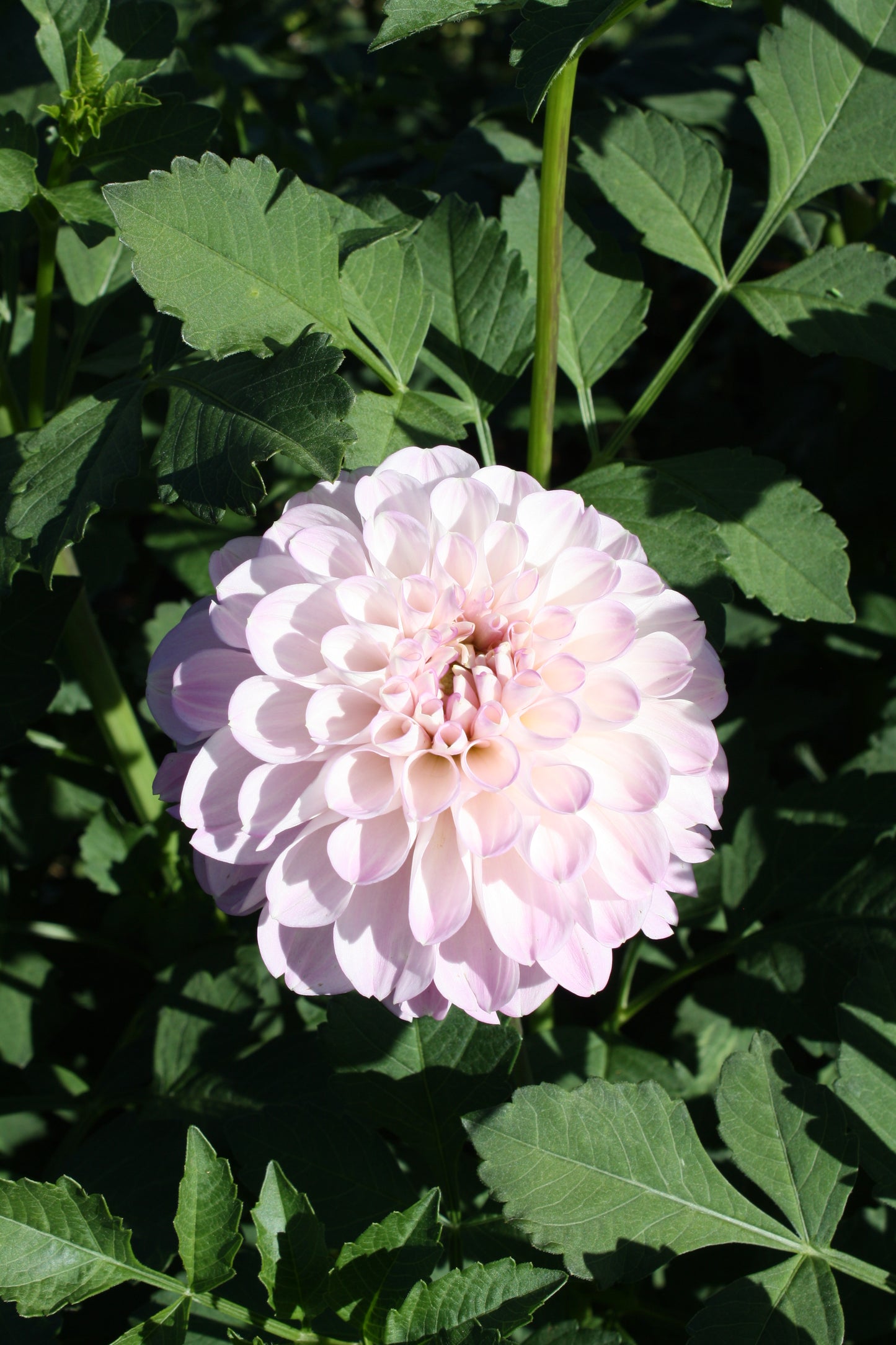 Megan Dean Dahlia Tuber