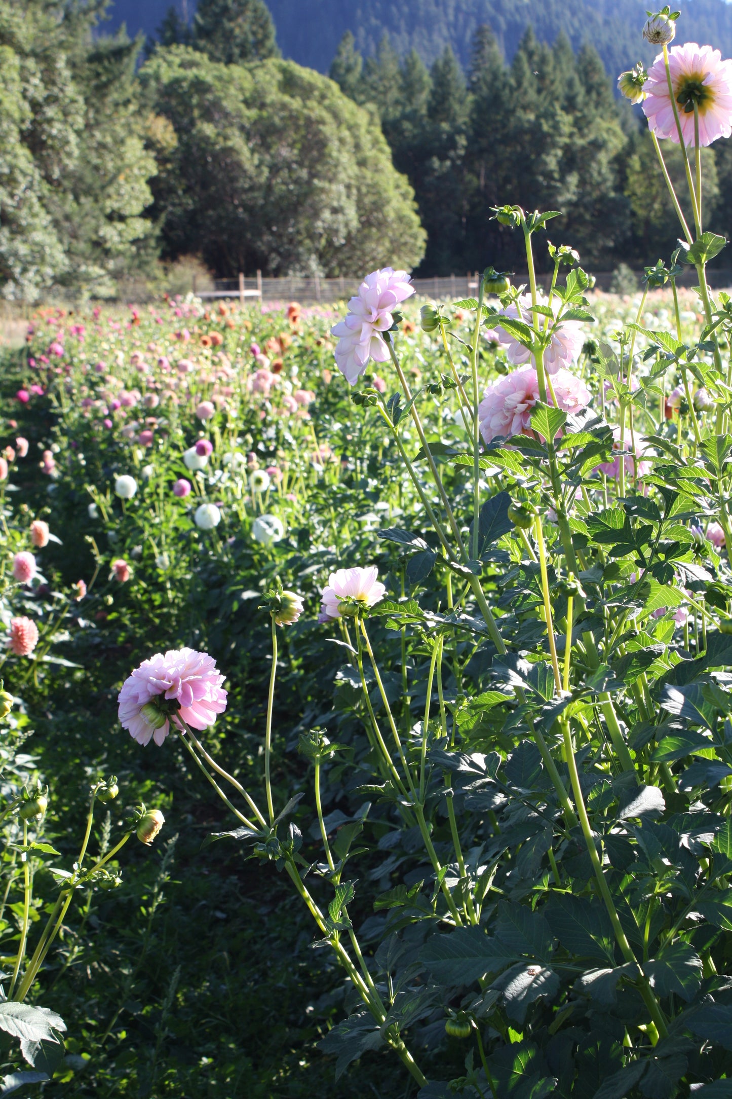 Megan Dean Dahlia Tuber