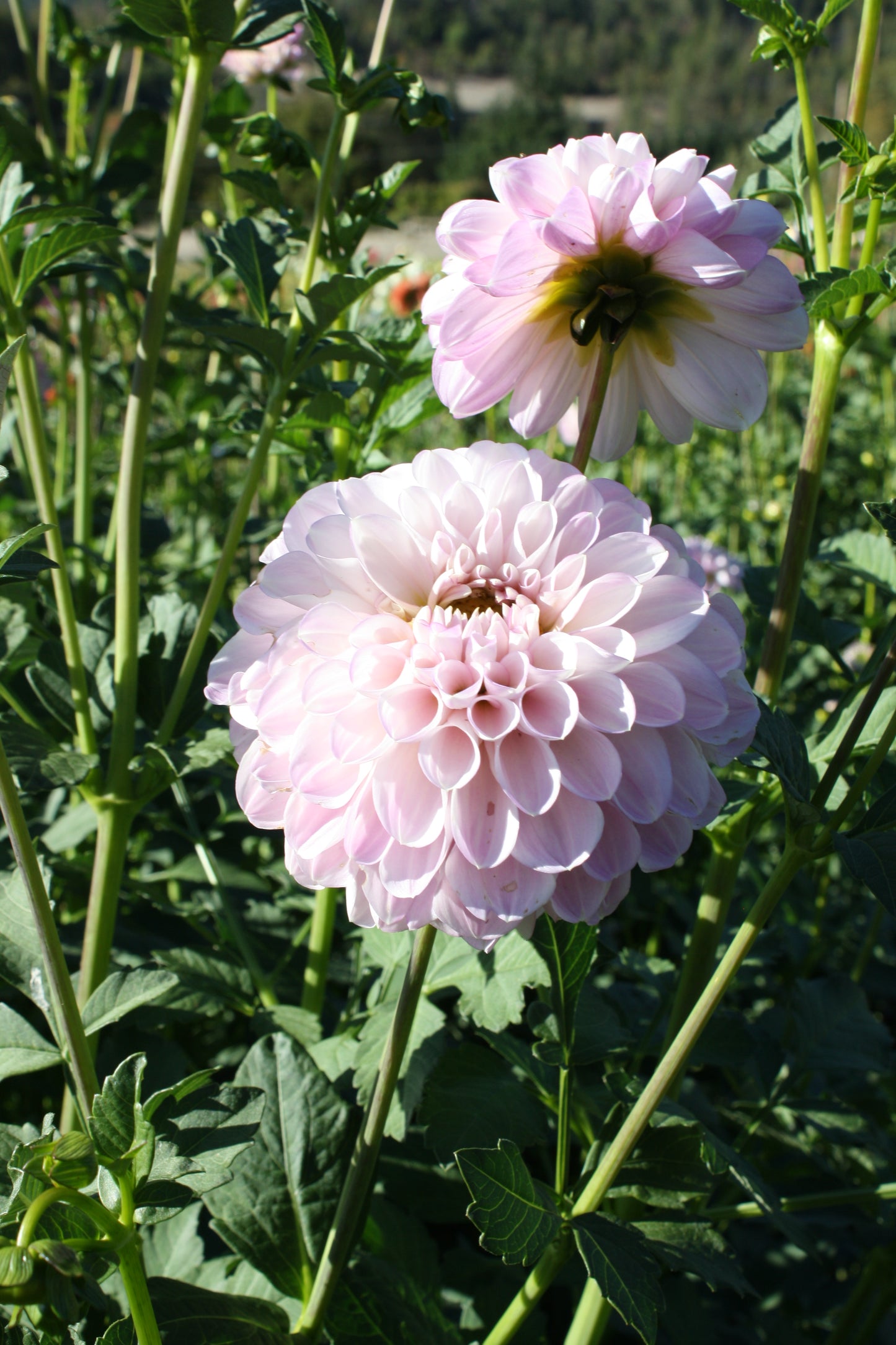 Megan Dean Dahlia Tuber