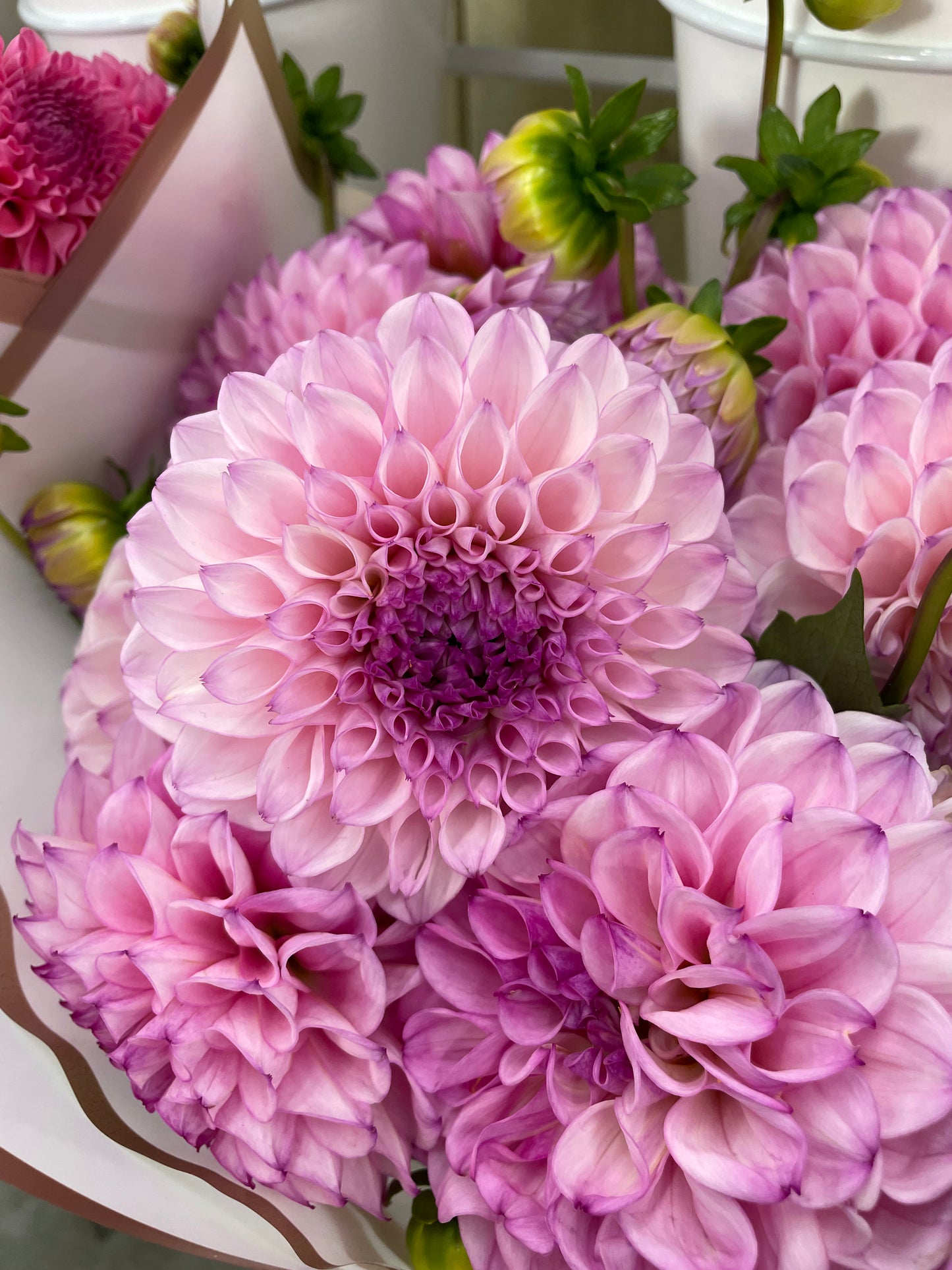 Hilltop Glo Dahlia Tuber