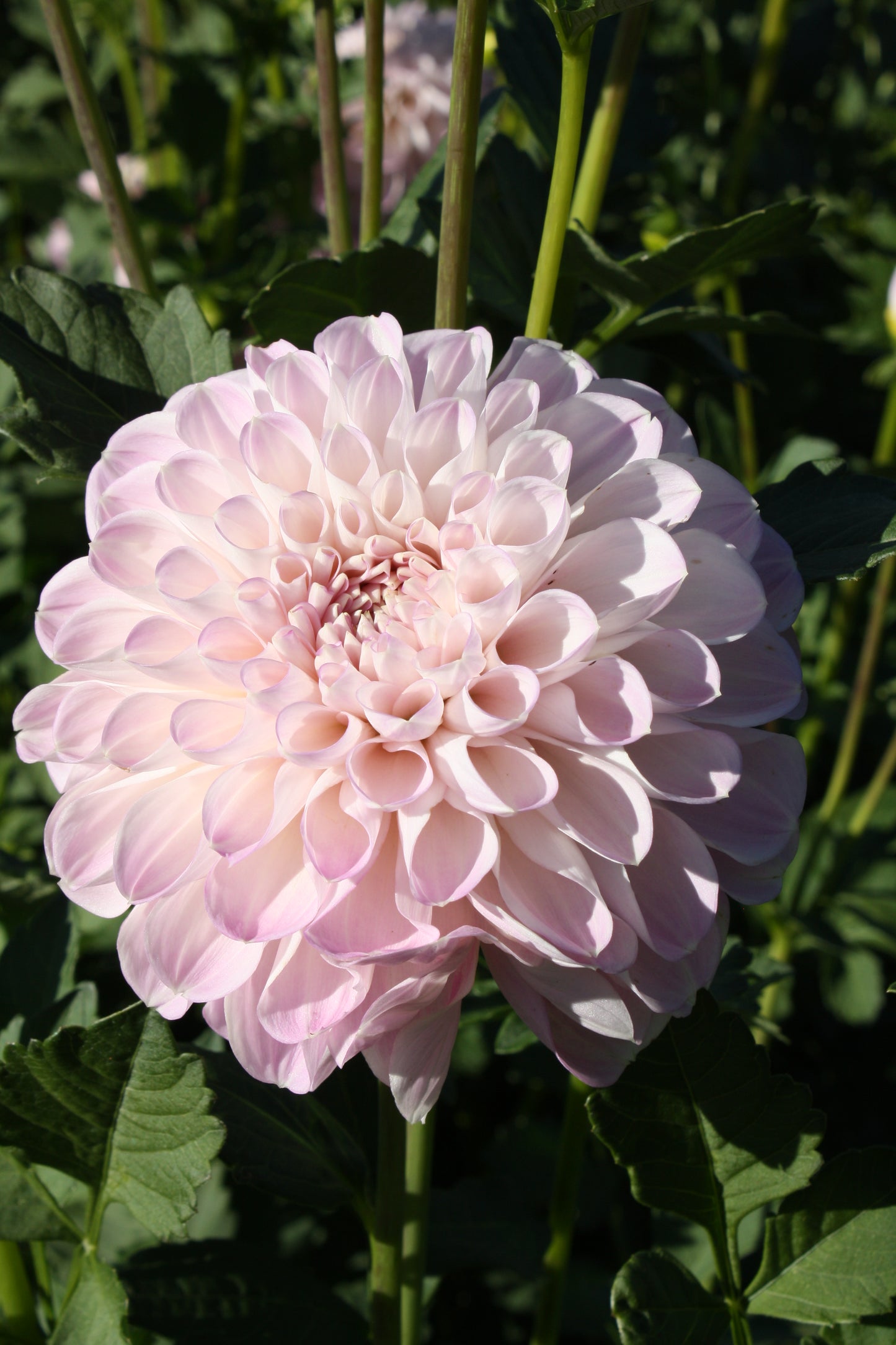 Megan Dean Dahlia Tuber