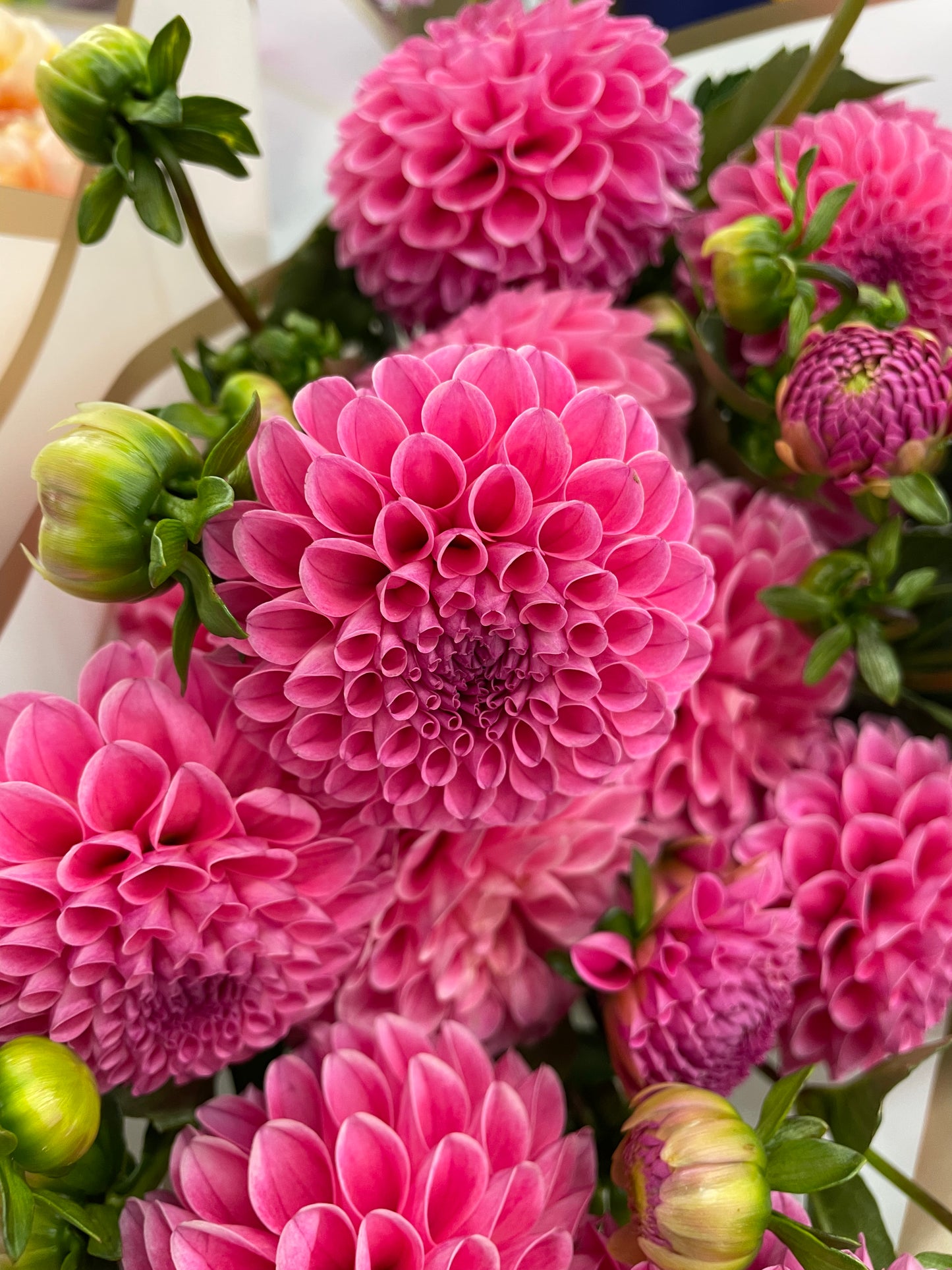 Rebecca Lynn Dahlia Tuber