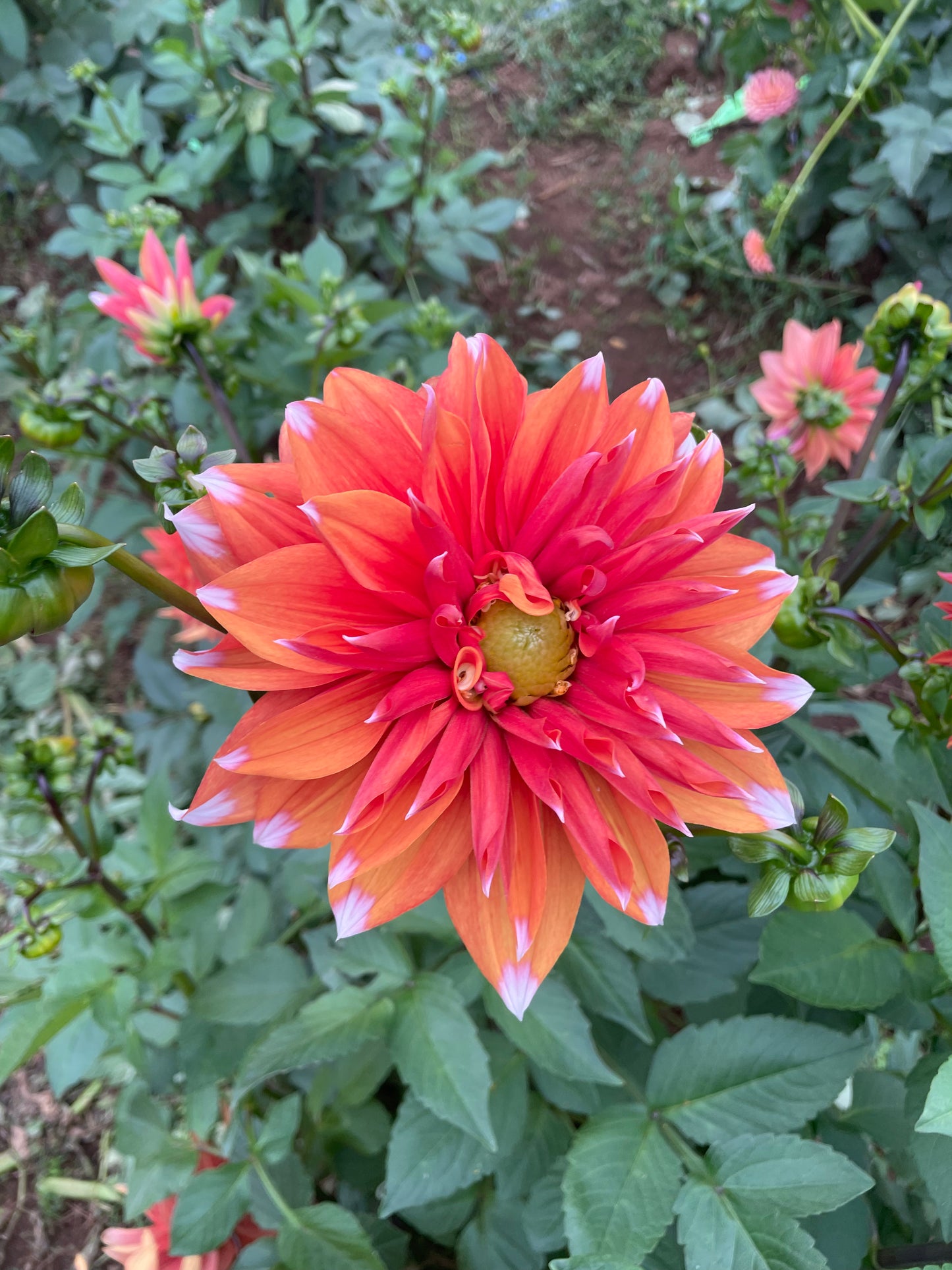 Color Spectacle Dahlia Tuber