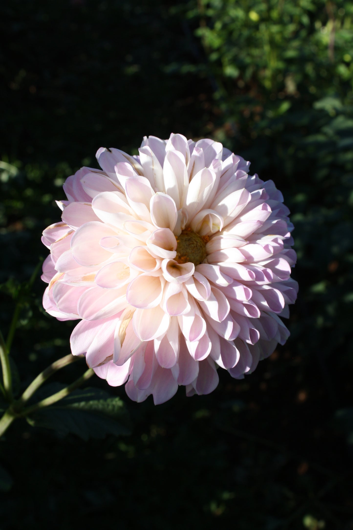 Megan Dean Dahlia Tuber