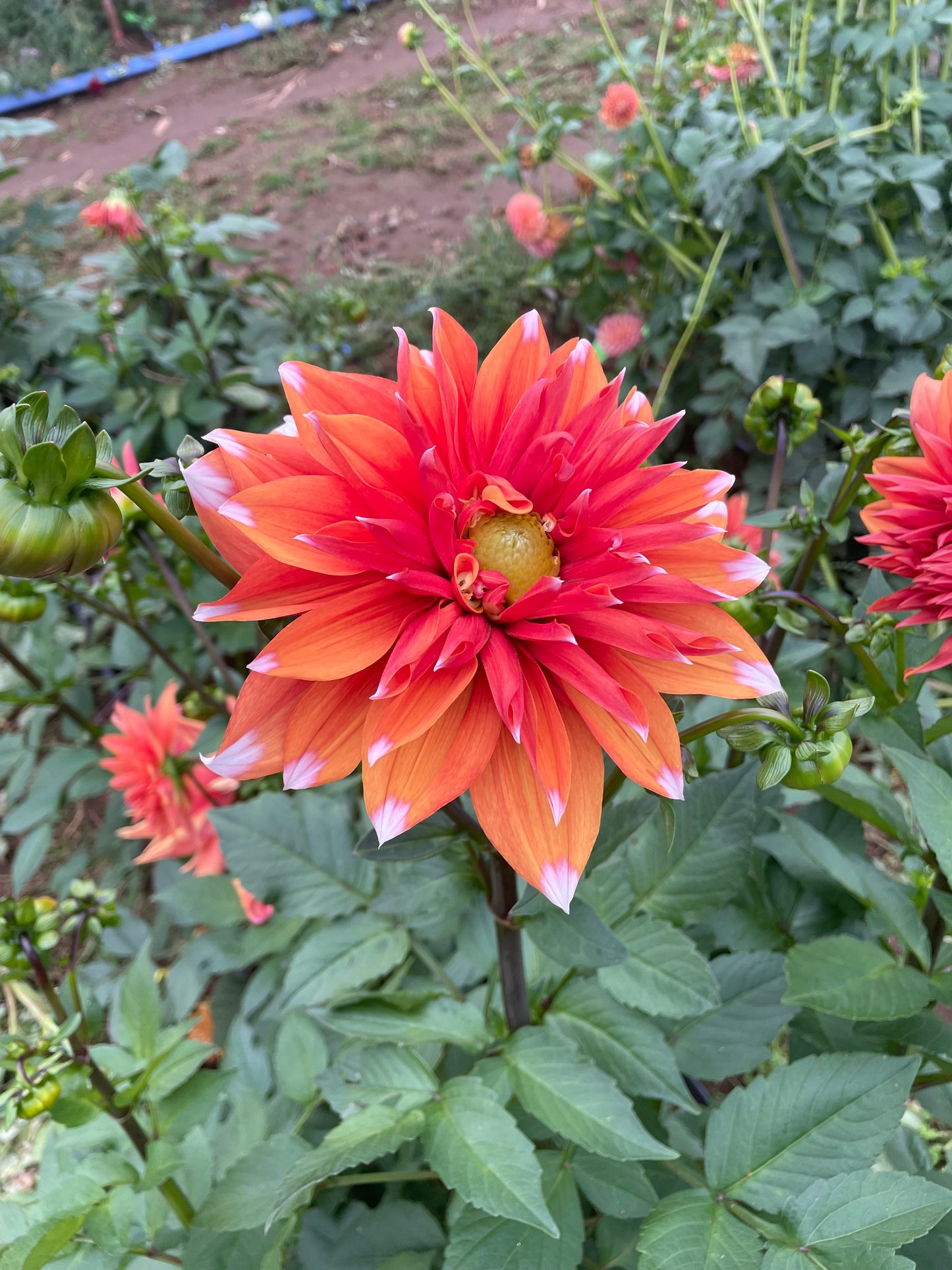 Color Spectacle Dahlia Tuber