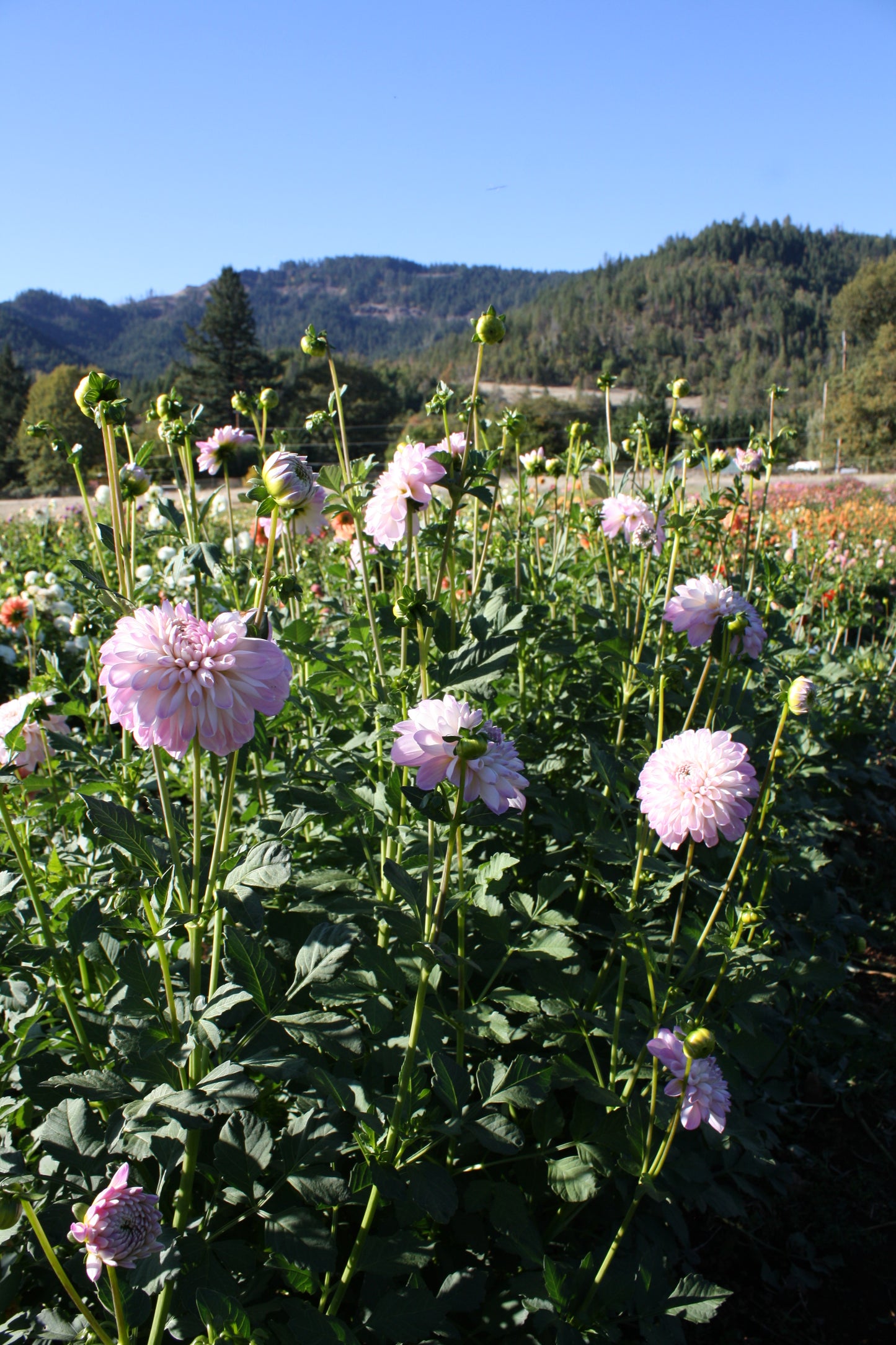 Megan Dean Dahlia Tuber