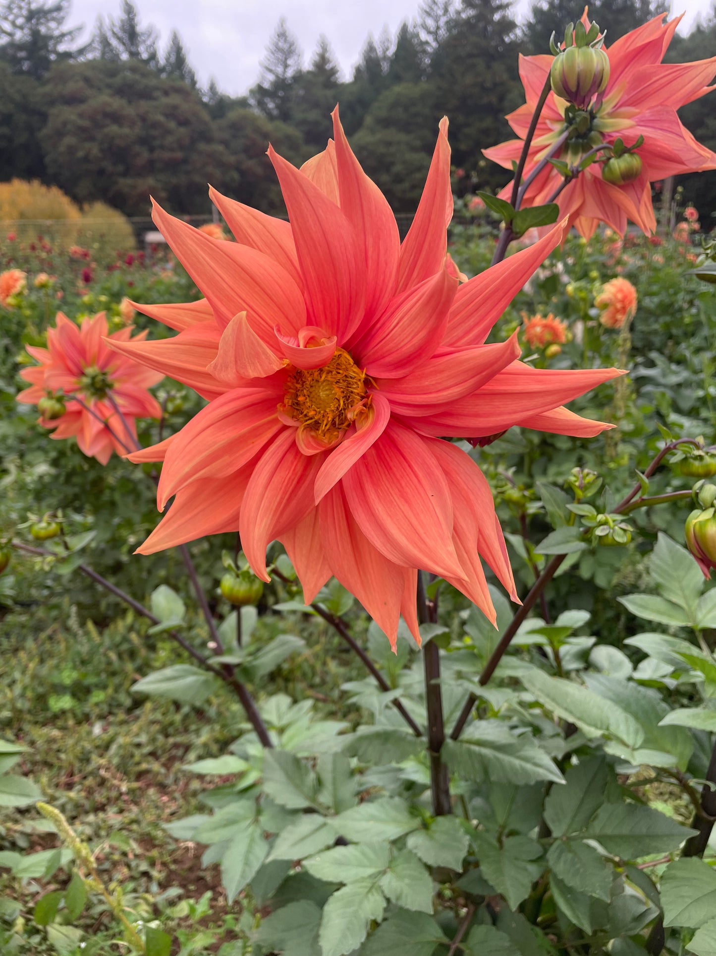 Color Spectacle Dahlia Tuber
