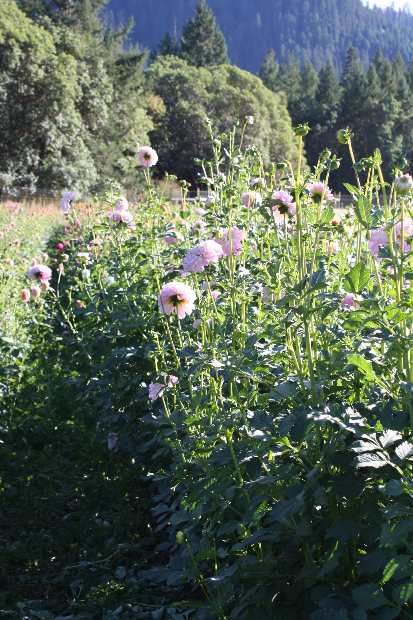 Megan Dean Dahlia Tuber