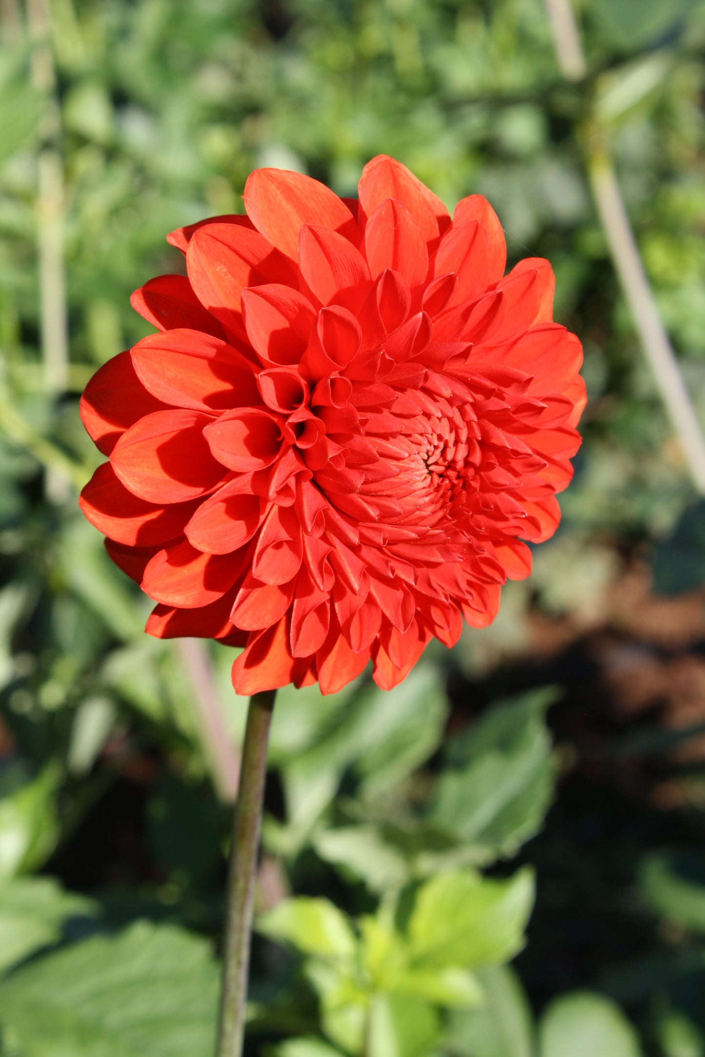 Lollipop Dahlia Tuber