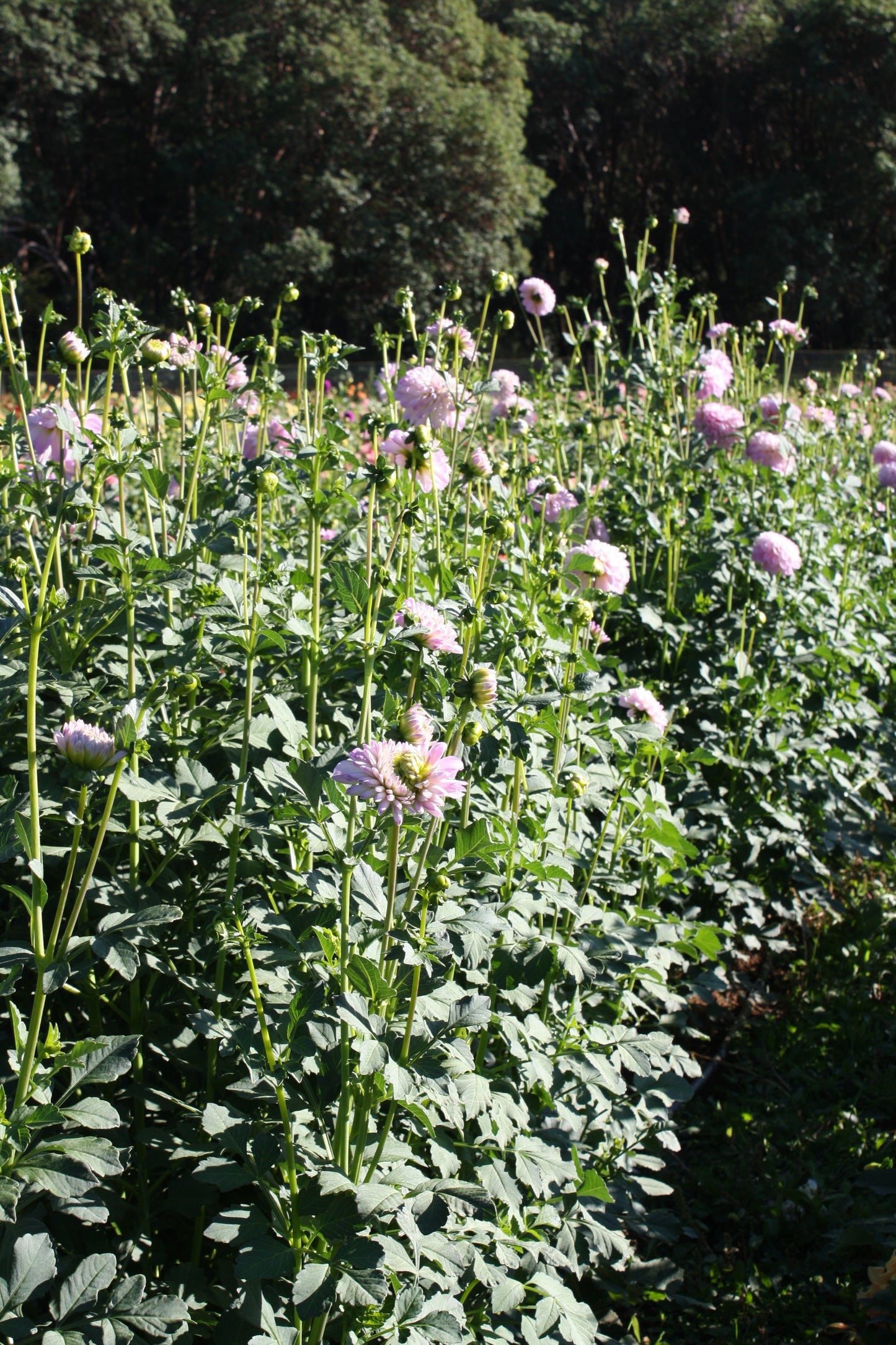 Megan Dean Dahlia Tuber