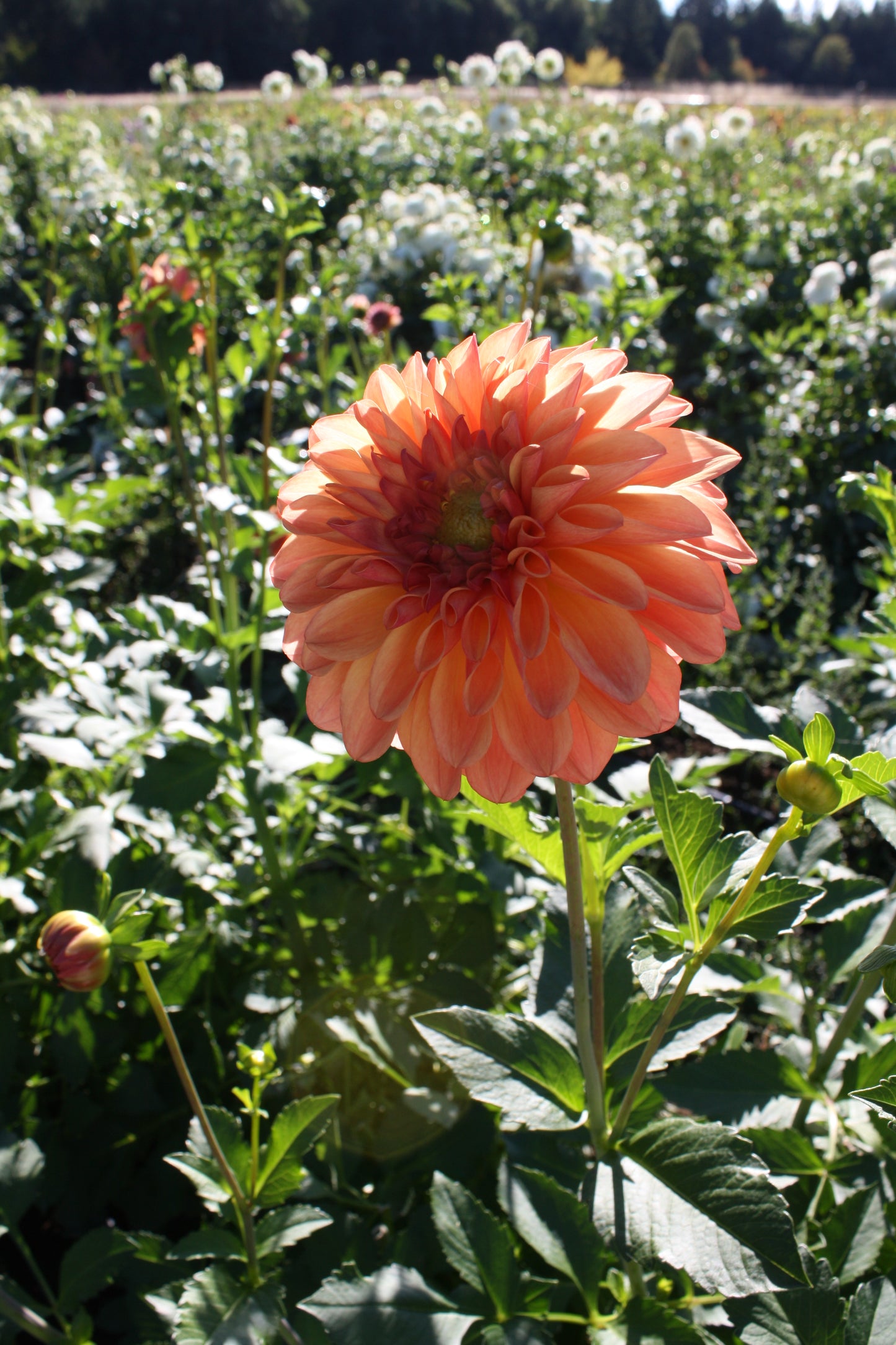 RobAnn Butterscotch Dahlia Tuber