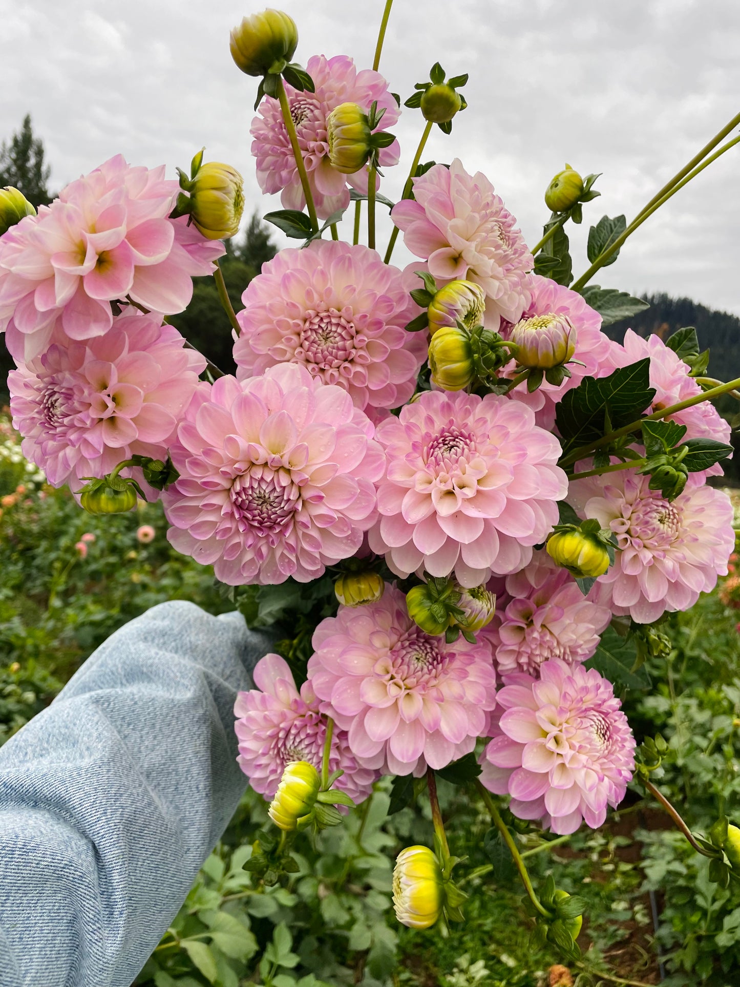 Marionberry Milkshake Dahlia Tuber