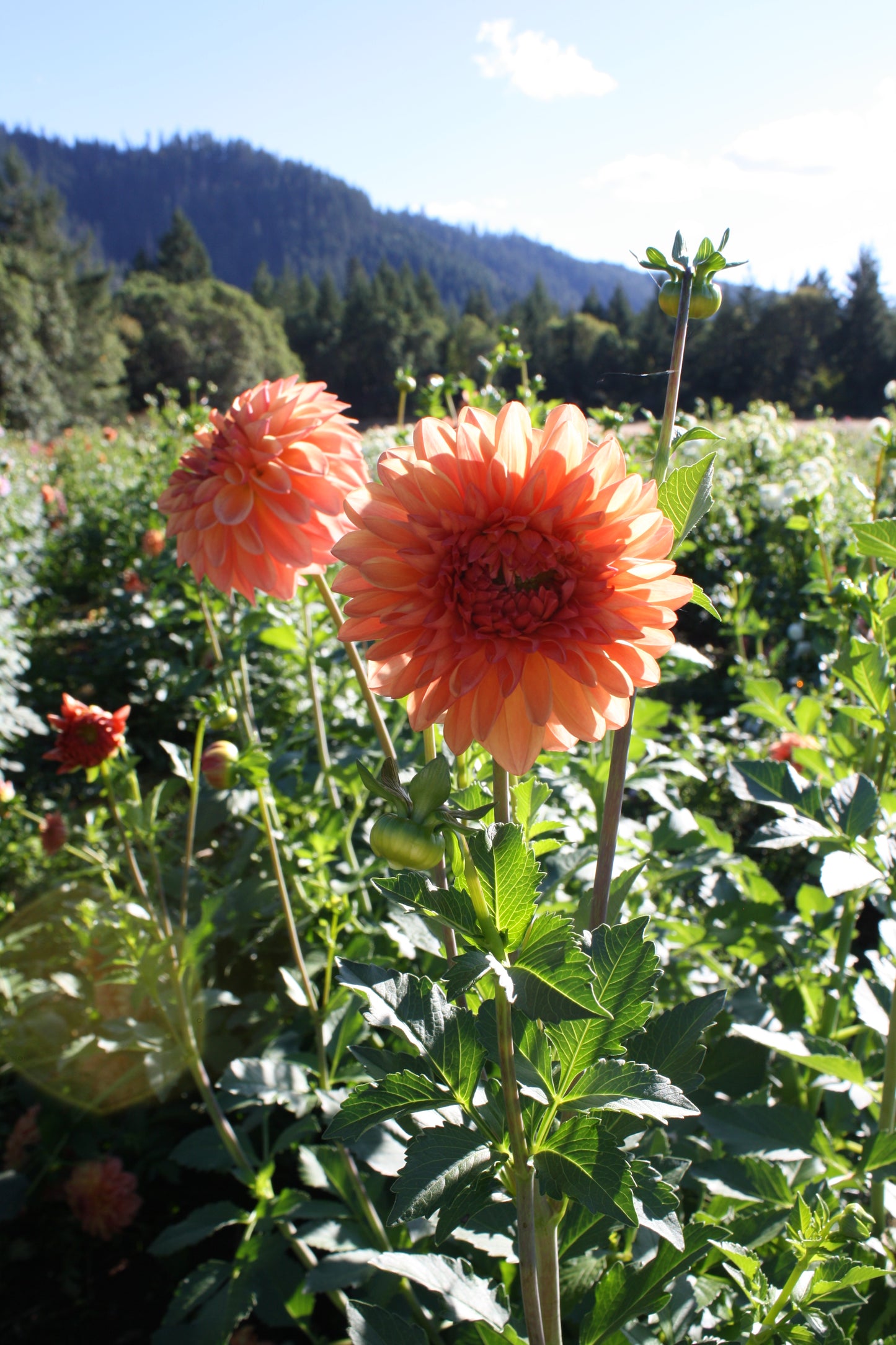 RobAnn Butterscotch Dahlia Tuber