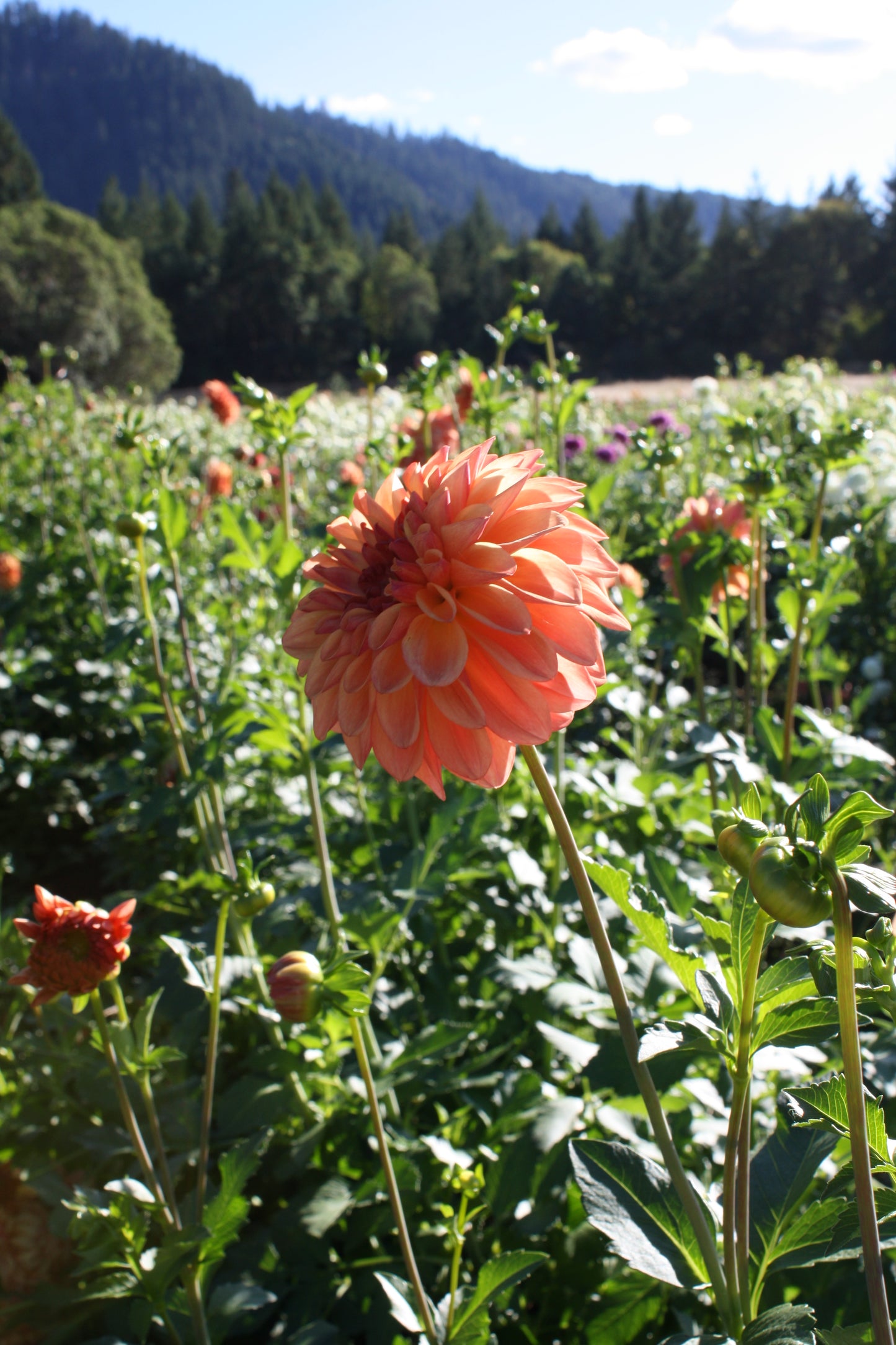 RobAnn Butterscotch Dahlia Tuber