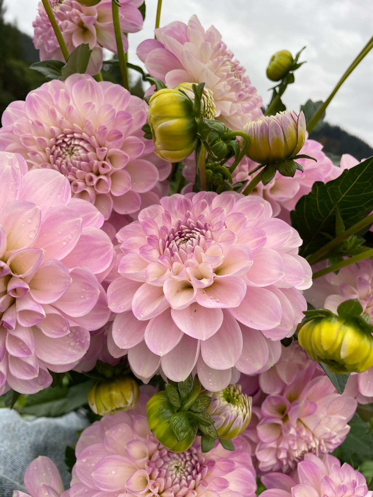 Marionberry Milkshake Dahlia Tuber
