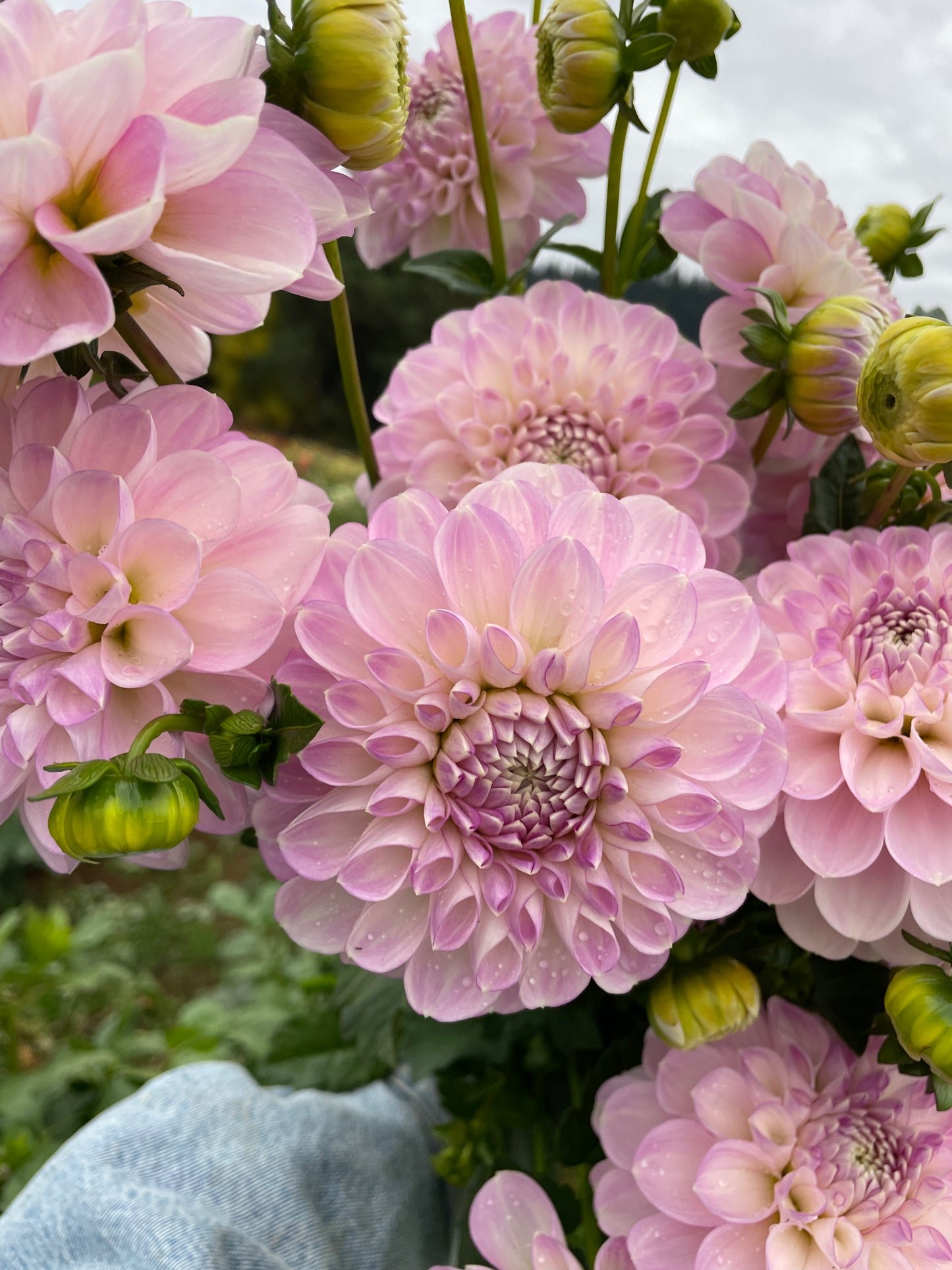 Marionberry Milkshake Dahlia Tuber