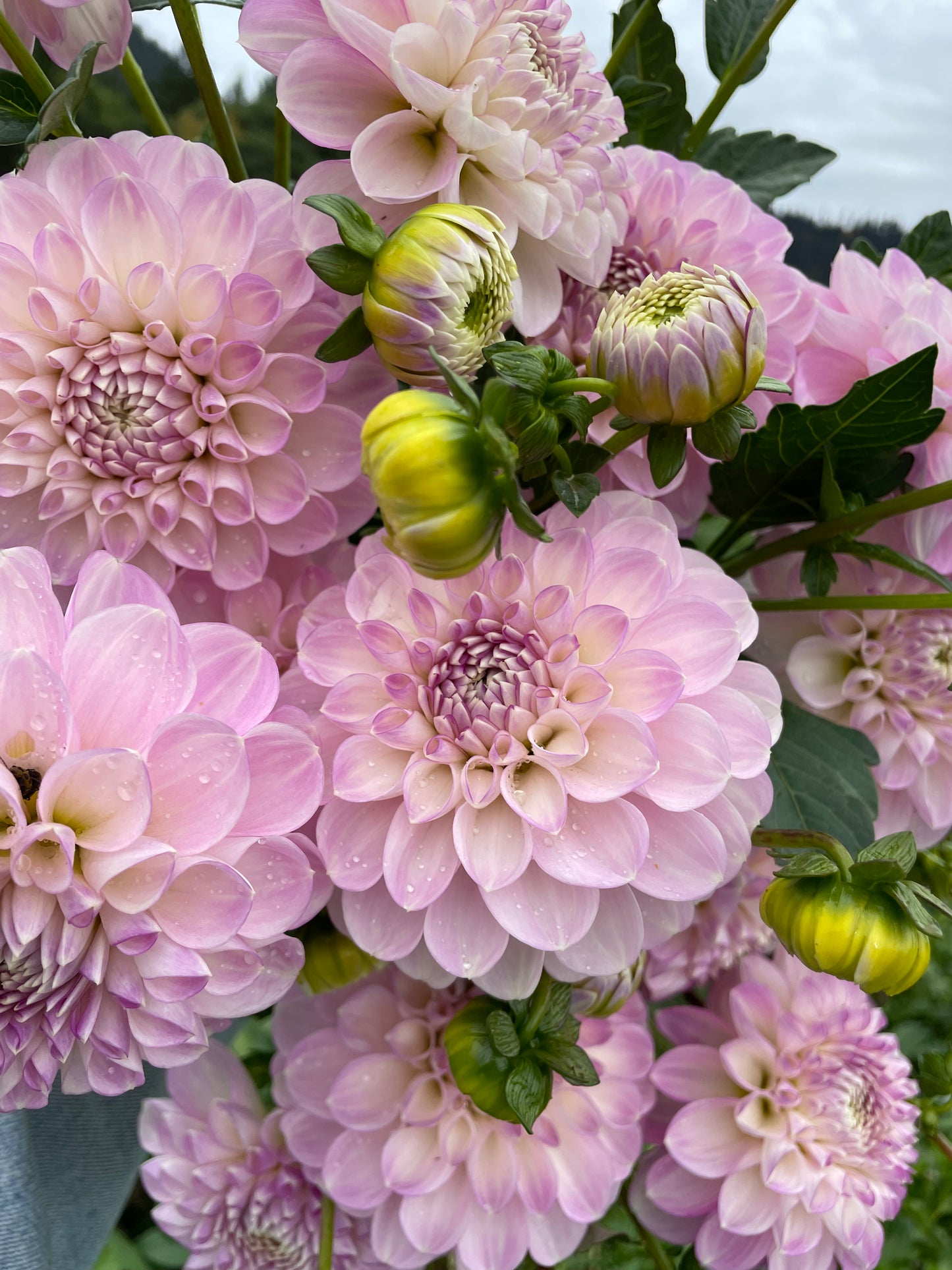 Marionberry Milkshake Dahlia Tuber