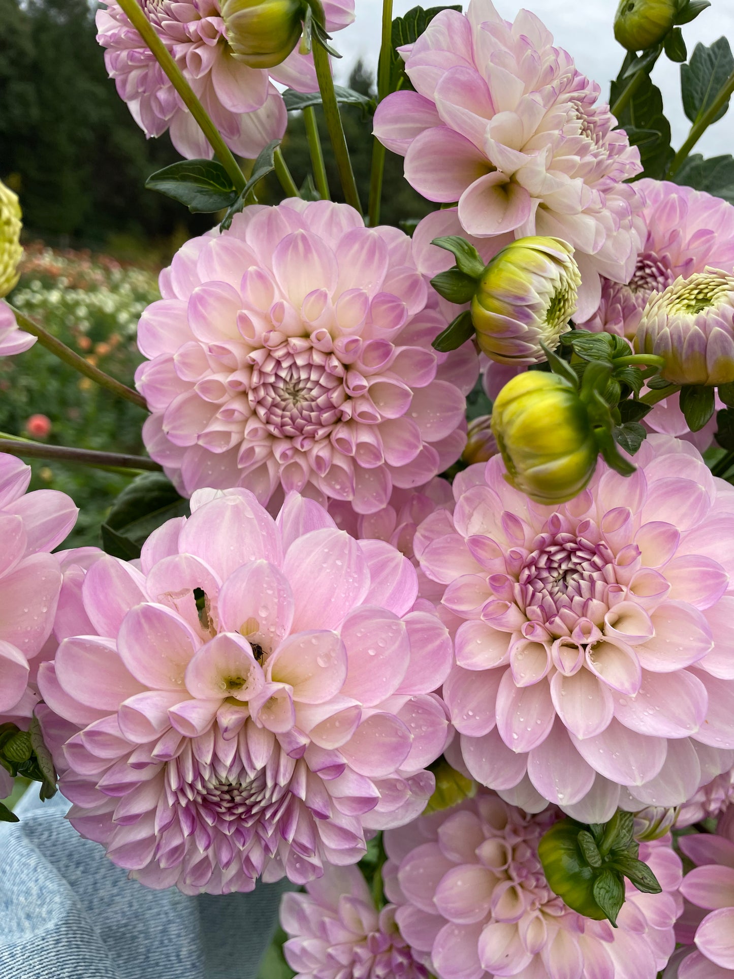 Marionberry Milkshake Dahlia Tuber