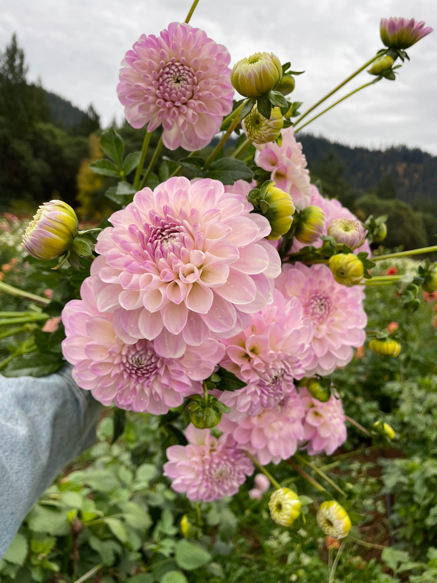 Marionberry Milkshake Dahlia Tuber