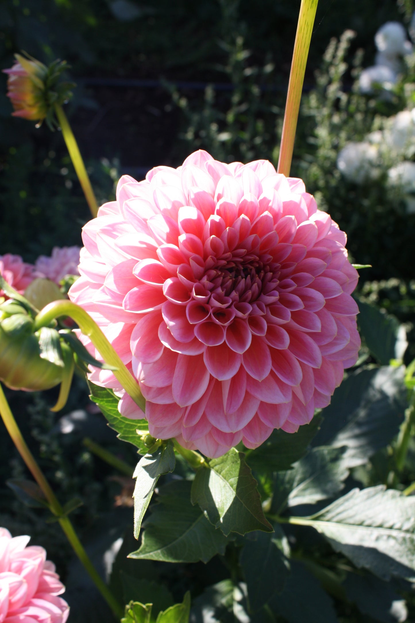 Pink Runner Dahlia Tuber