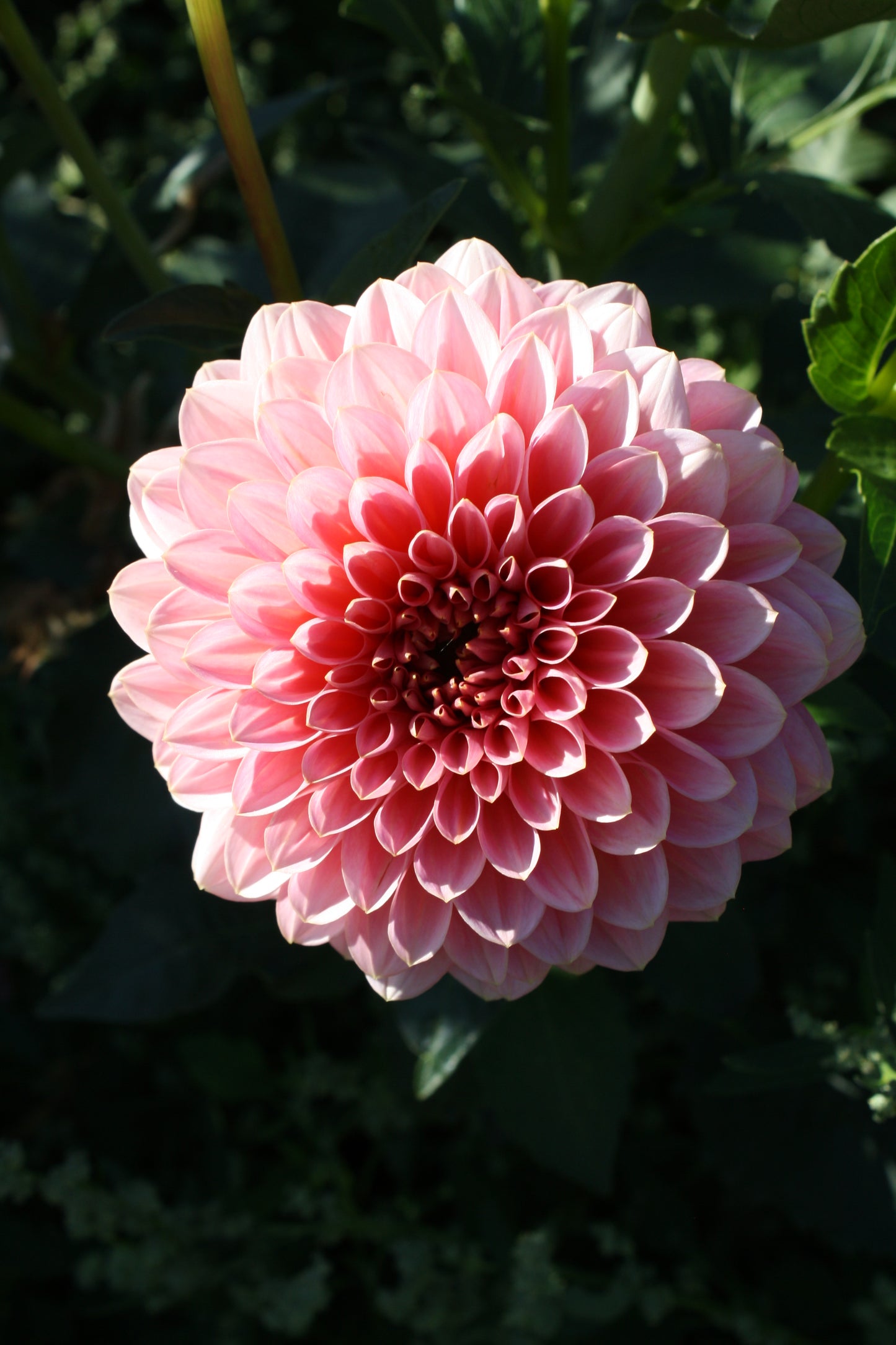 Pink Runner Dahlia Tuber