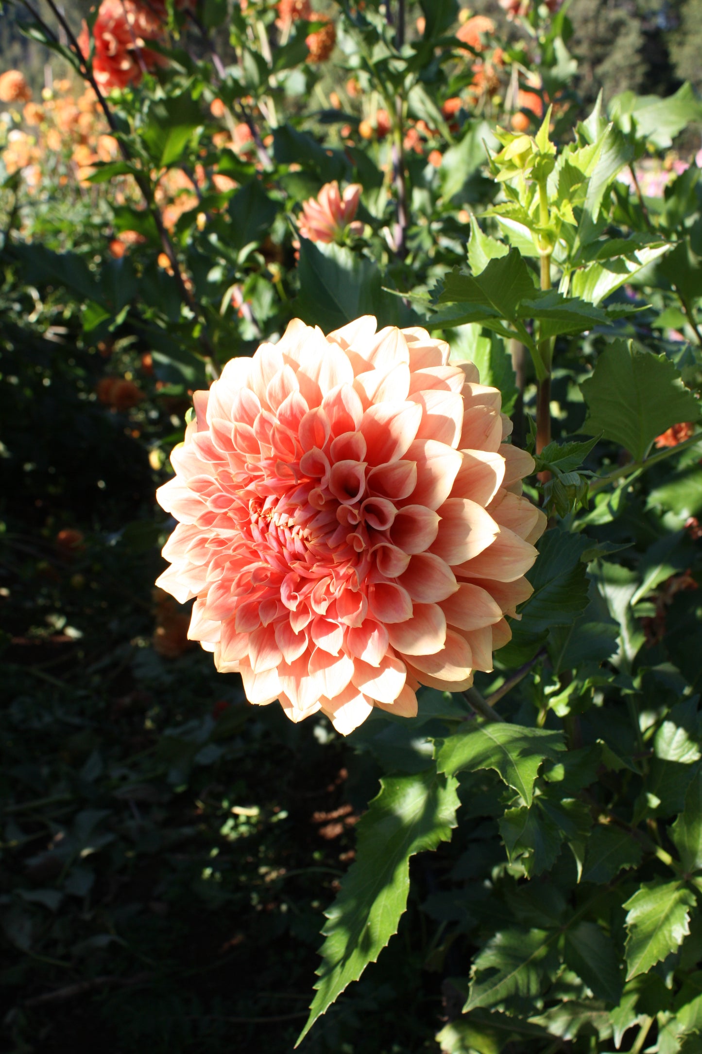 Hy Patti Dahlia Tuber