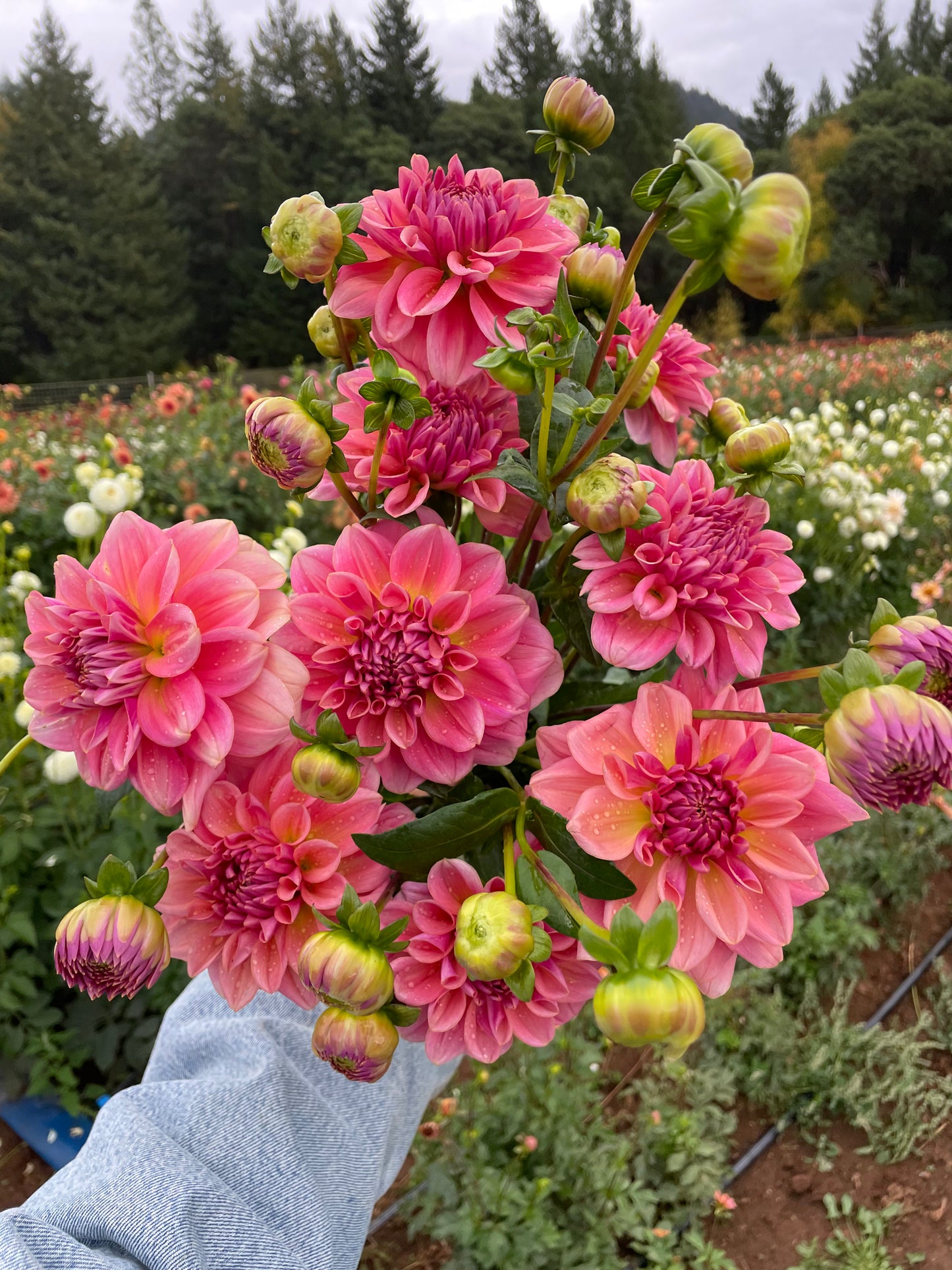 Southern Belle Dahlia Tuber
