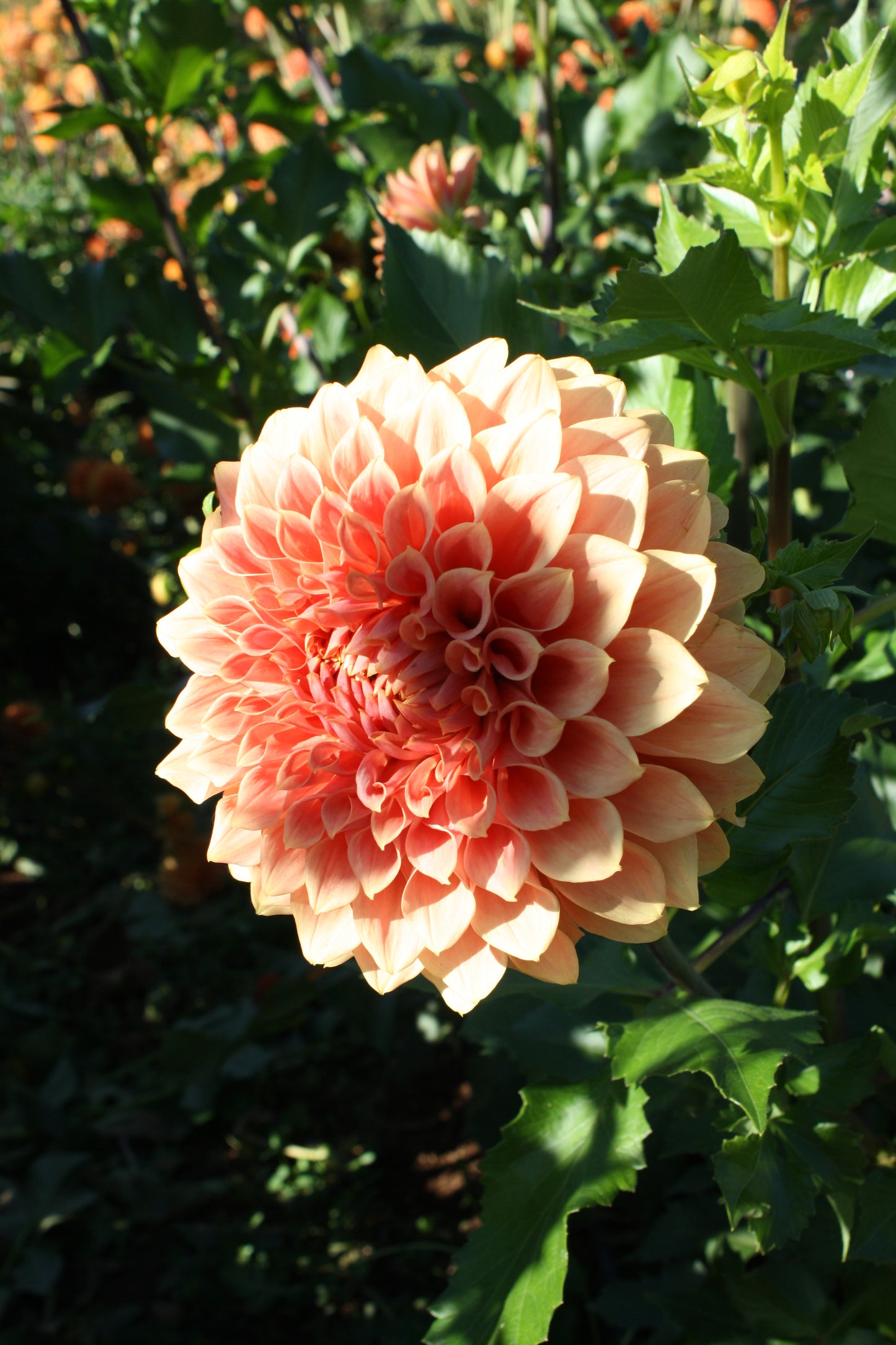 Hy Patti Dahlia Tuber