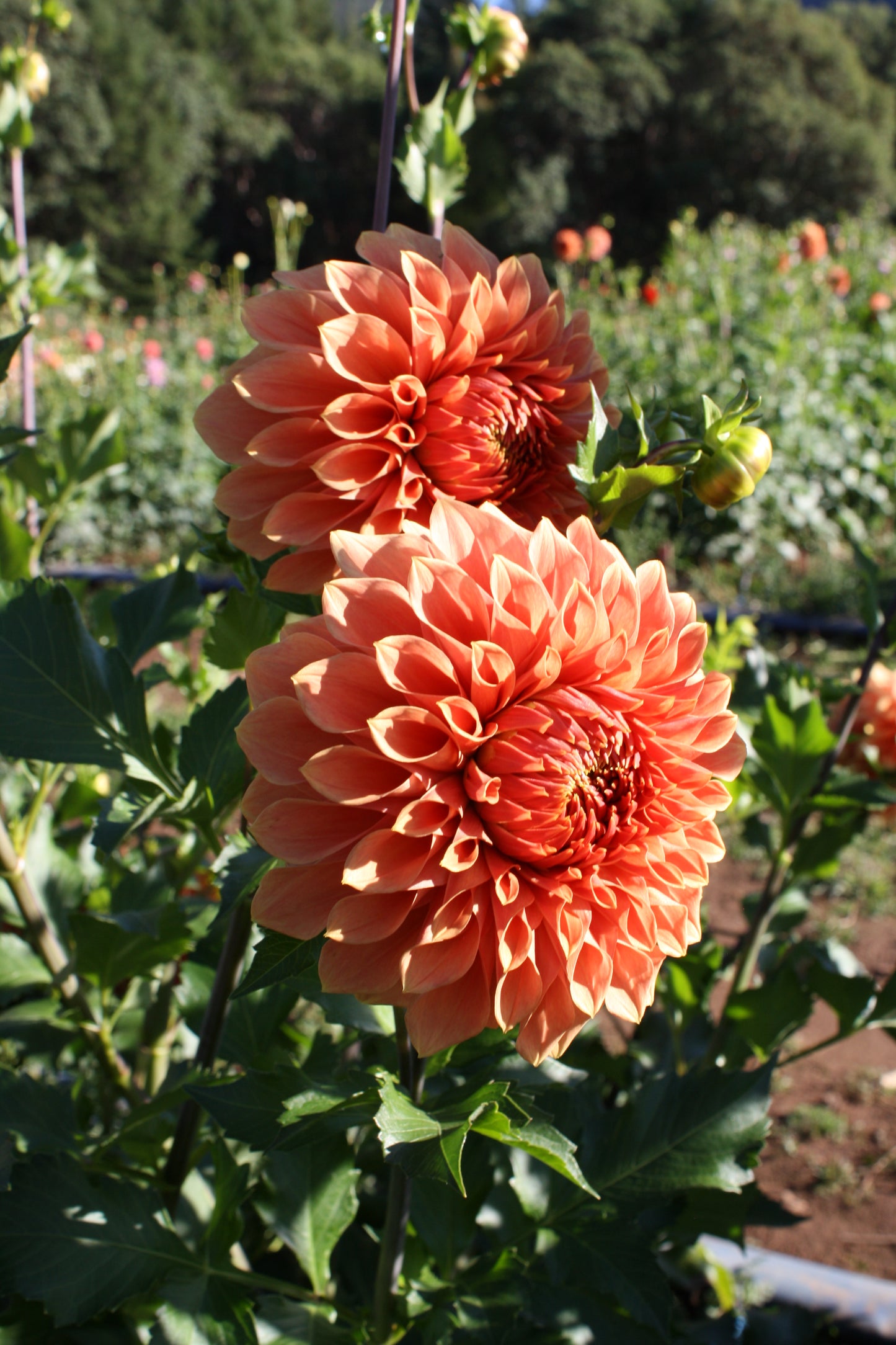 Hy Patti Dahlia Tuber