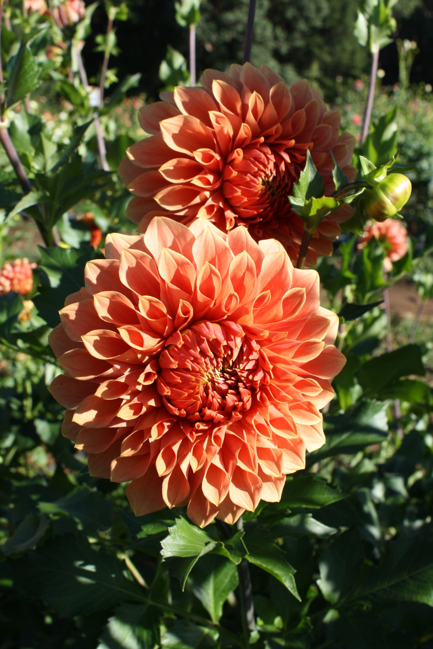 Hy Patti Dahlia Tuber
