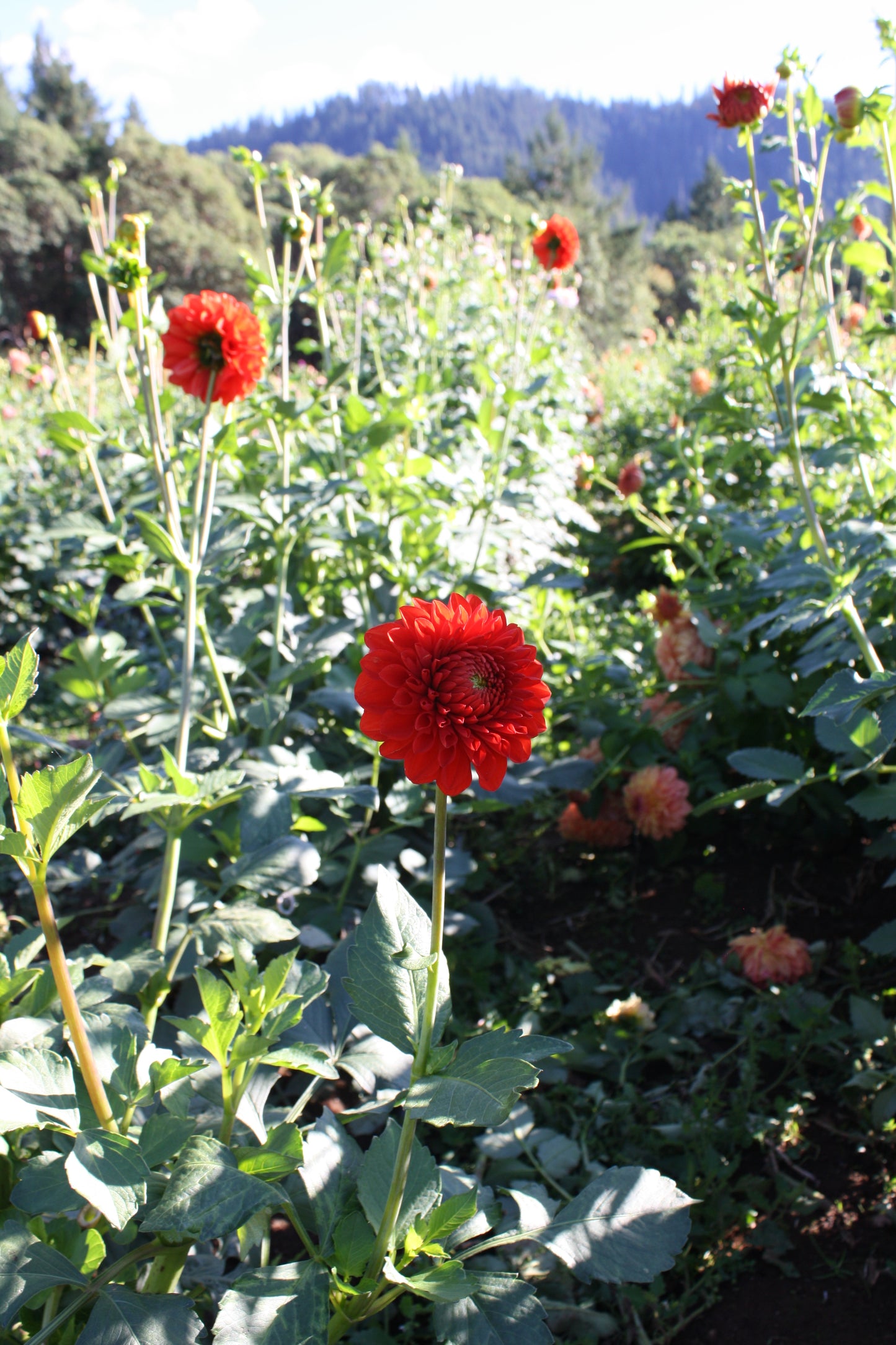 Lollipop Dahlia Tuber