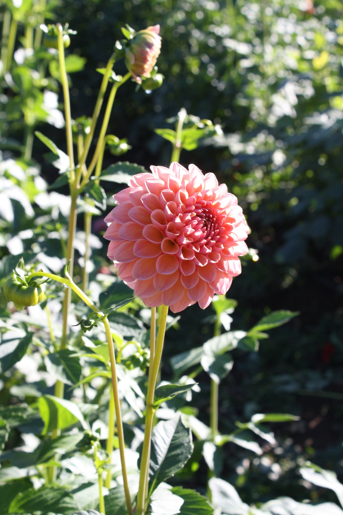 Linda's Baby Dahlia Tuber