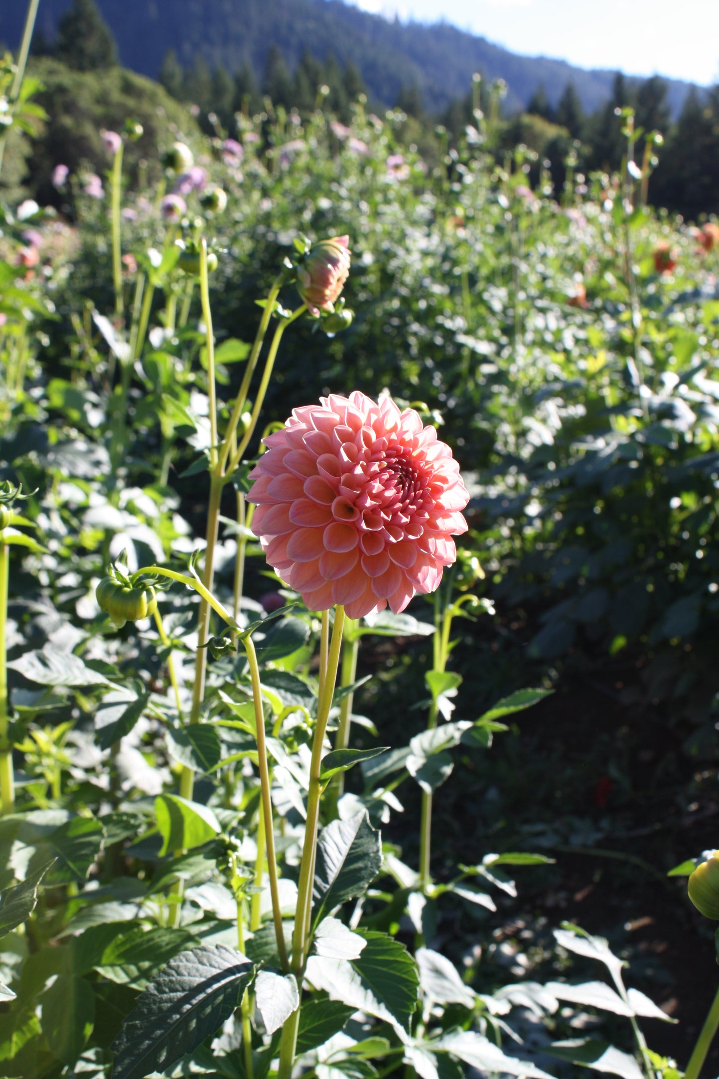 Linda's Baby Dahlia Tuber