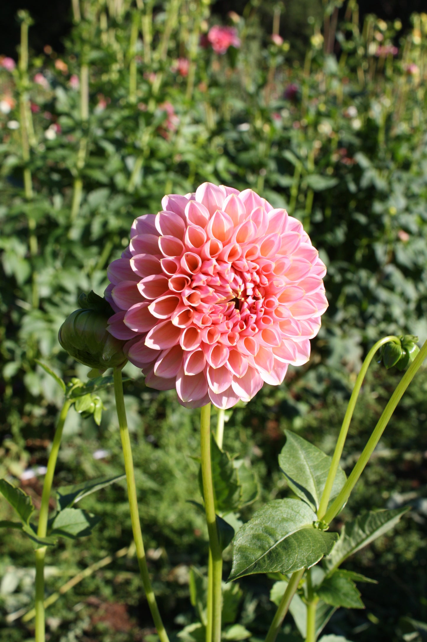 Linda's Baby Dahlia Tuber