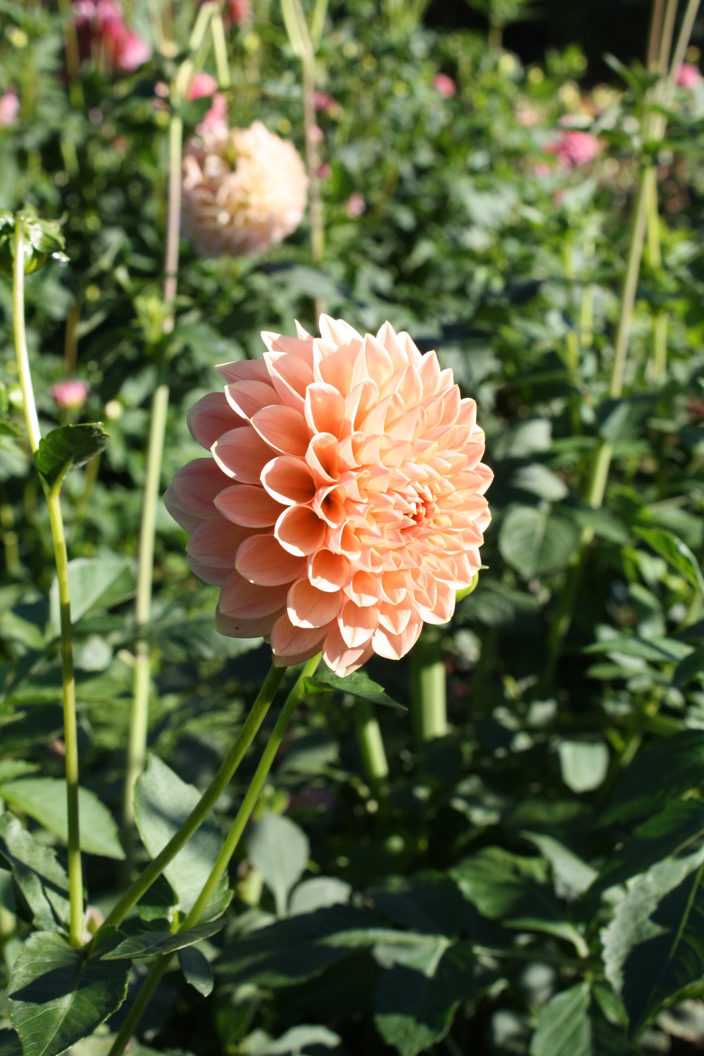 Linda's Baby Dahlia Tuber