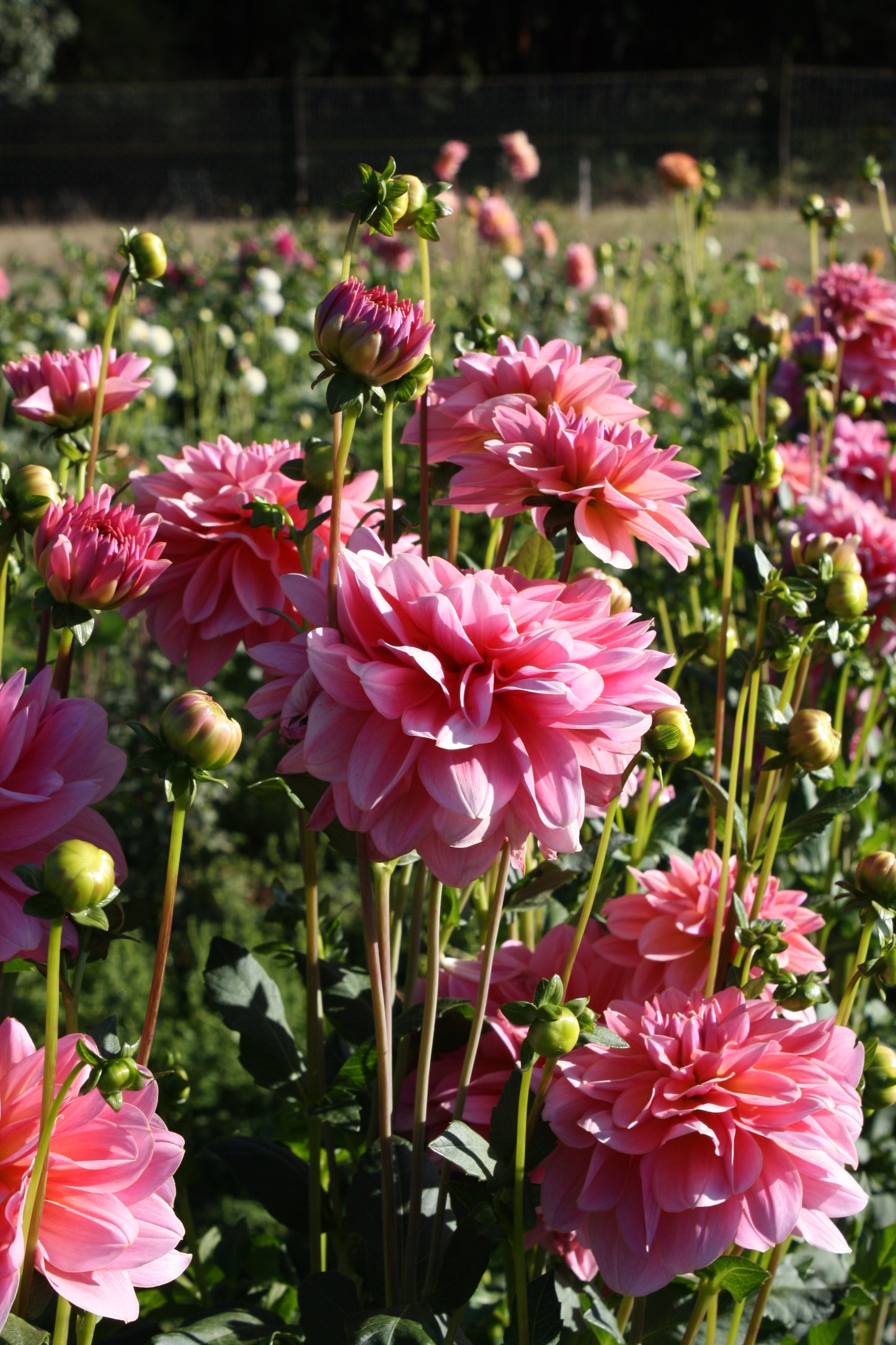 Southern Belle Dahlia Tuber