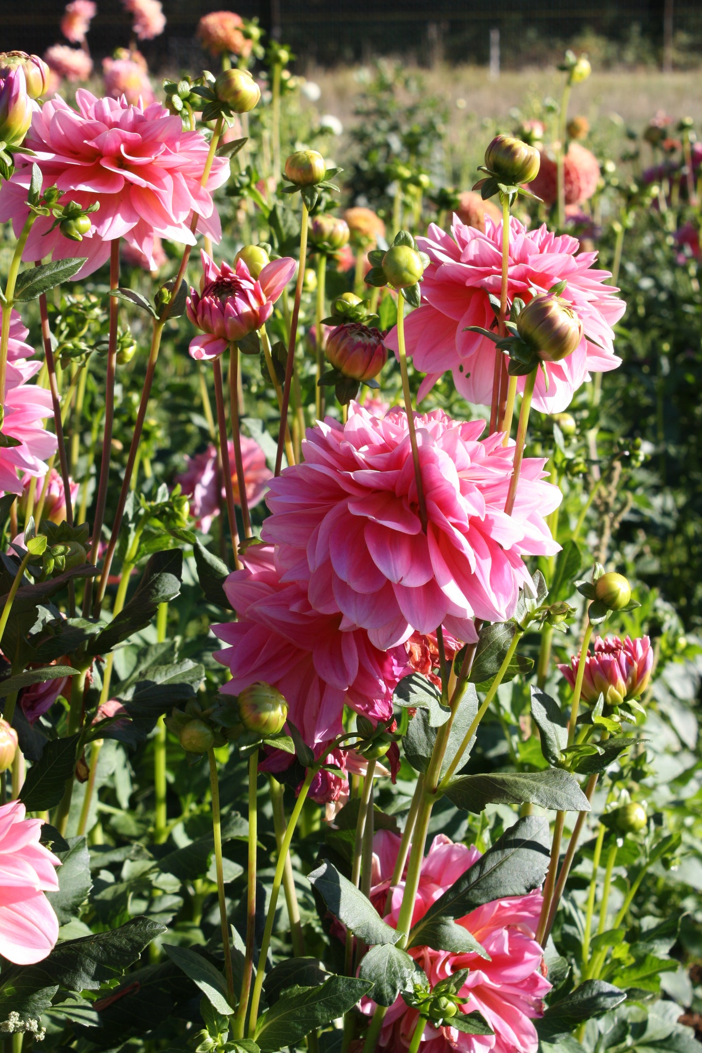 Southern Belle Dahlia Tuber