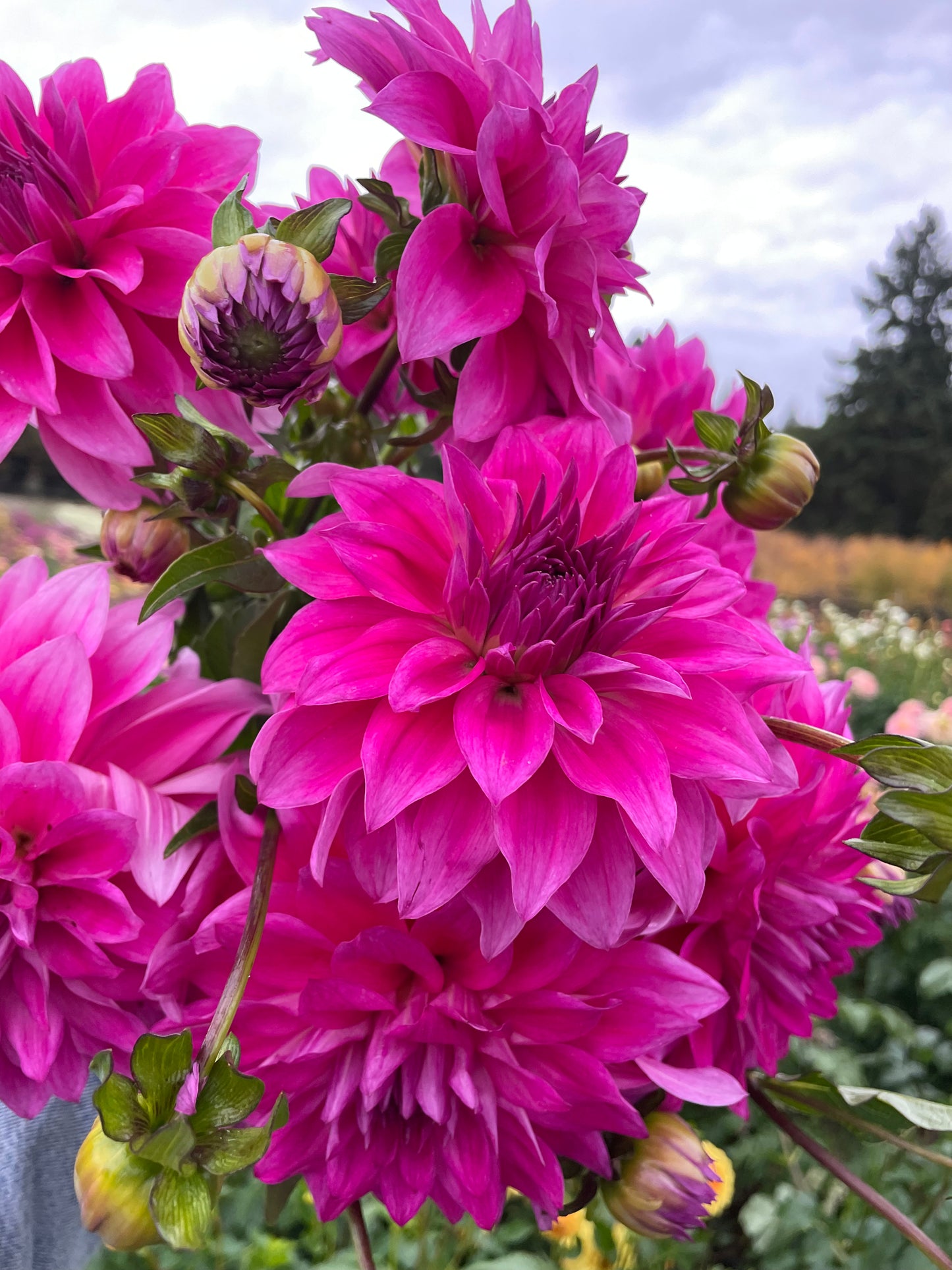 I'm a Hottie Dahlia Tuber