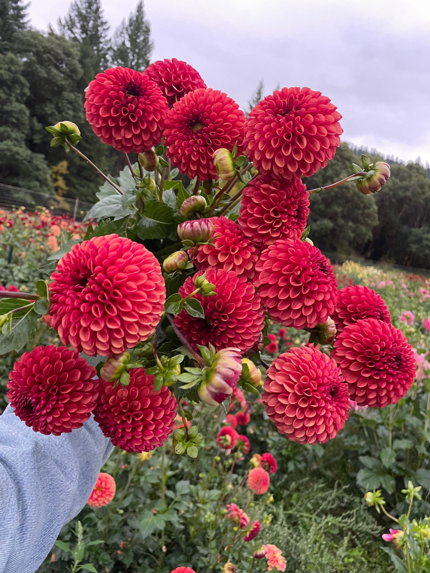 Copper Boy Dahlia Tuber