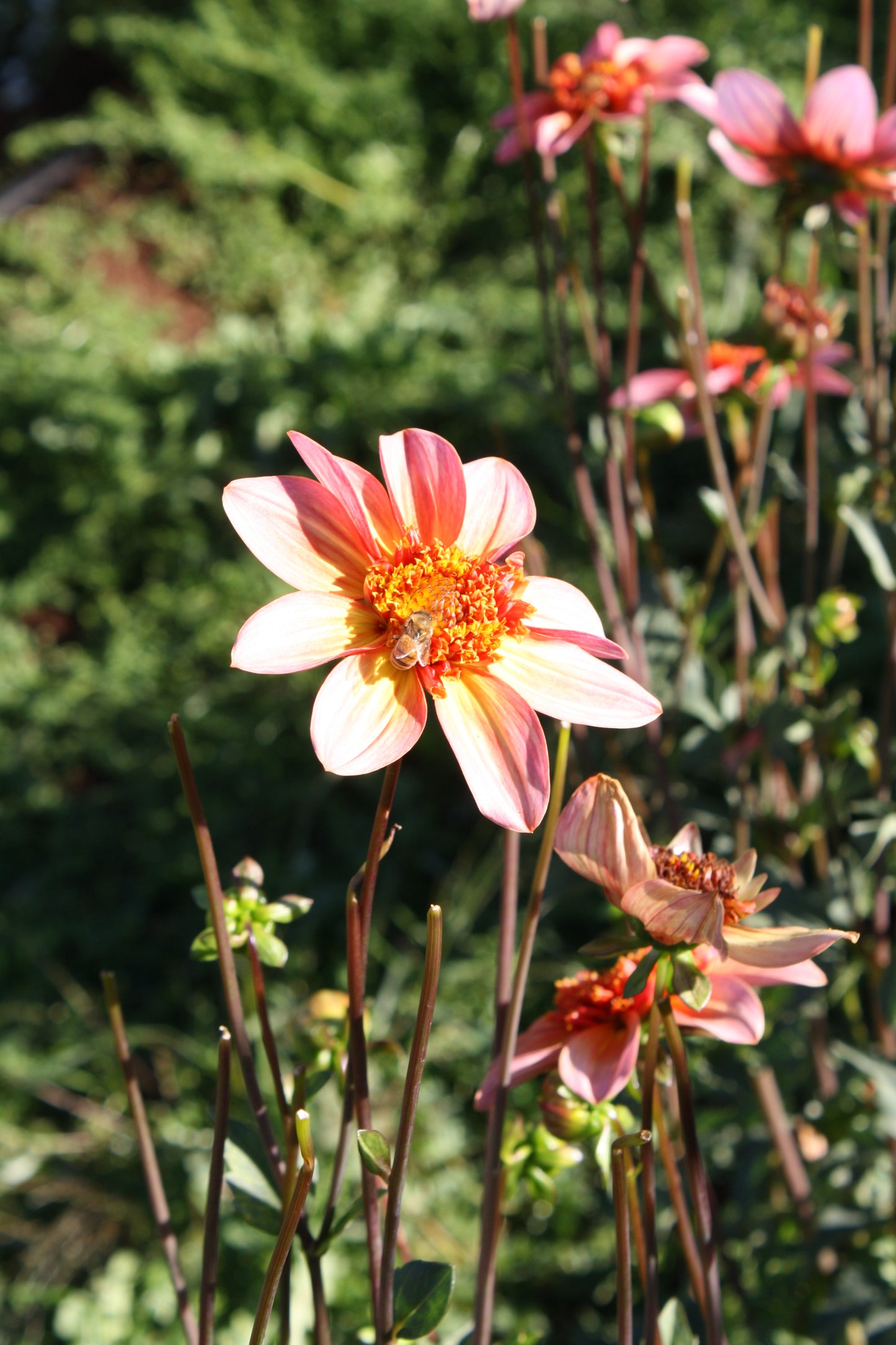 Totally Tangerine Dahlia Tuber