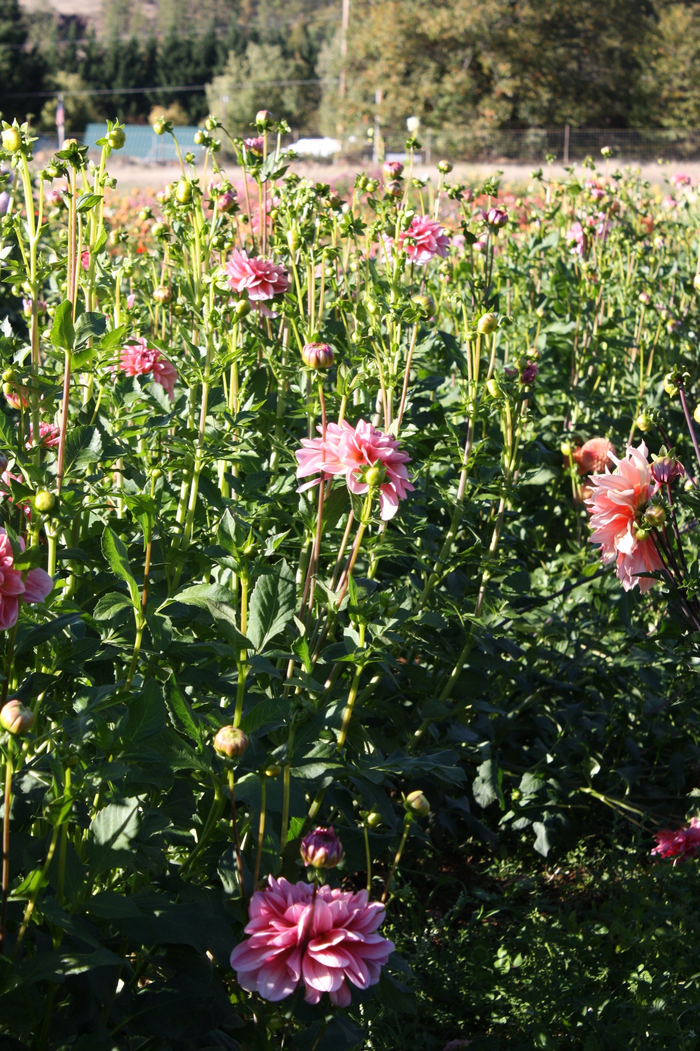 Southern Belle Dahlia Tuber