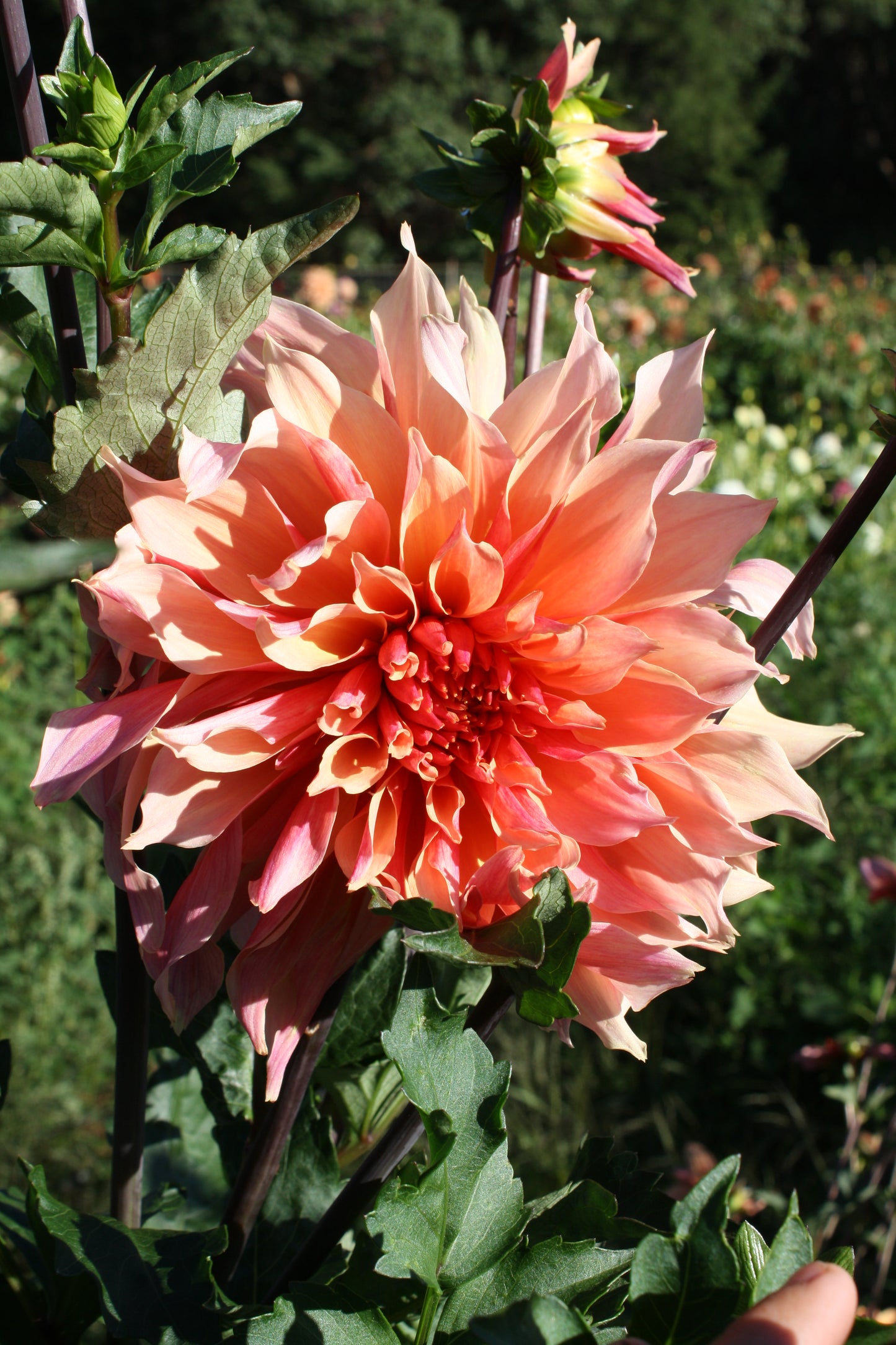 Labyrinth Dahlia Tuber
