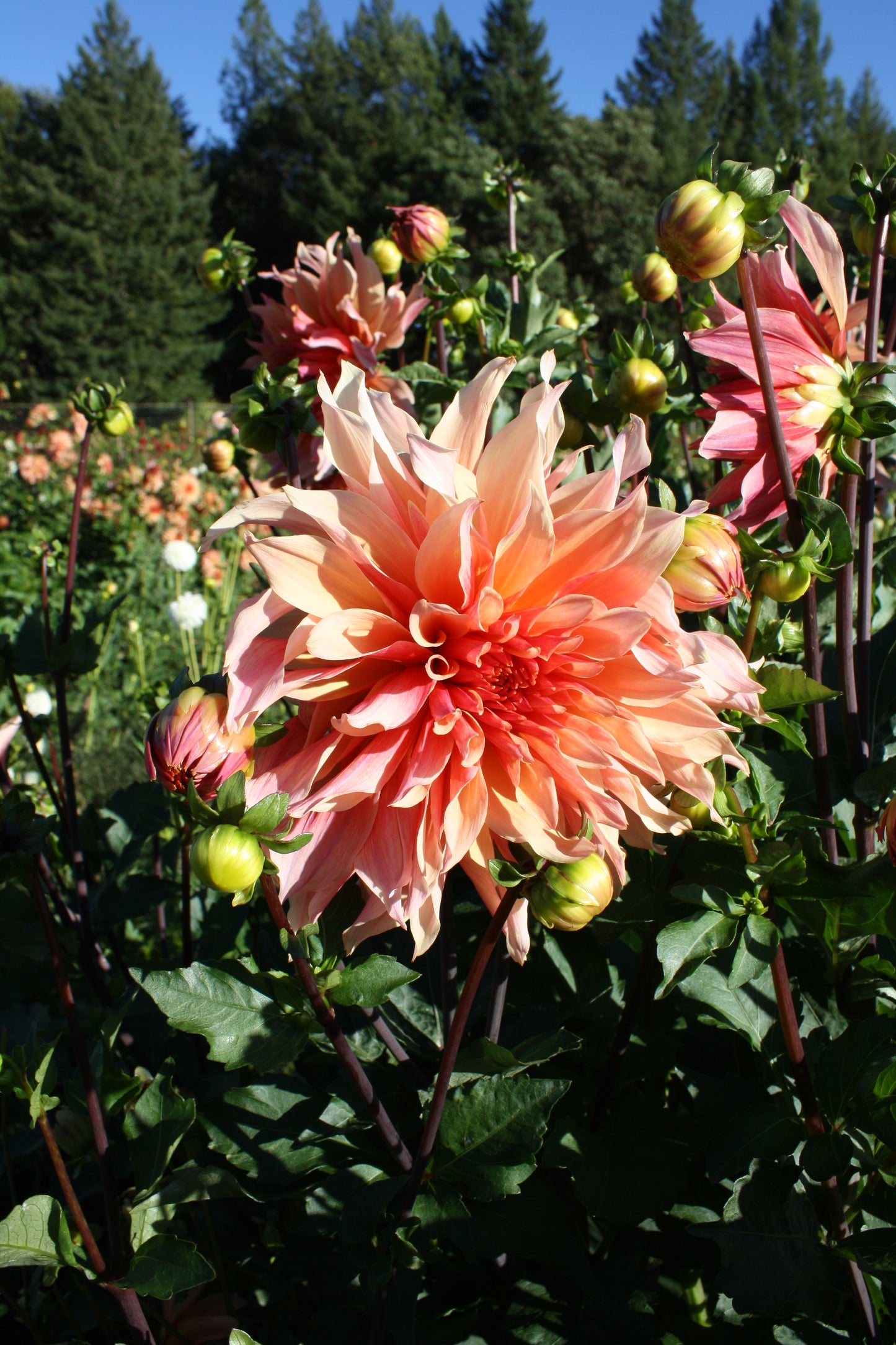 Labyrinth Dahlia Tuber