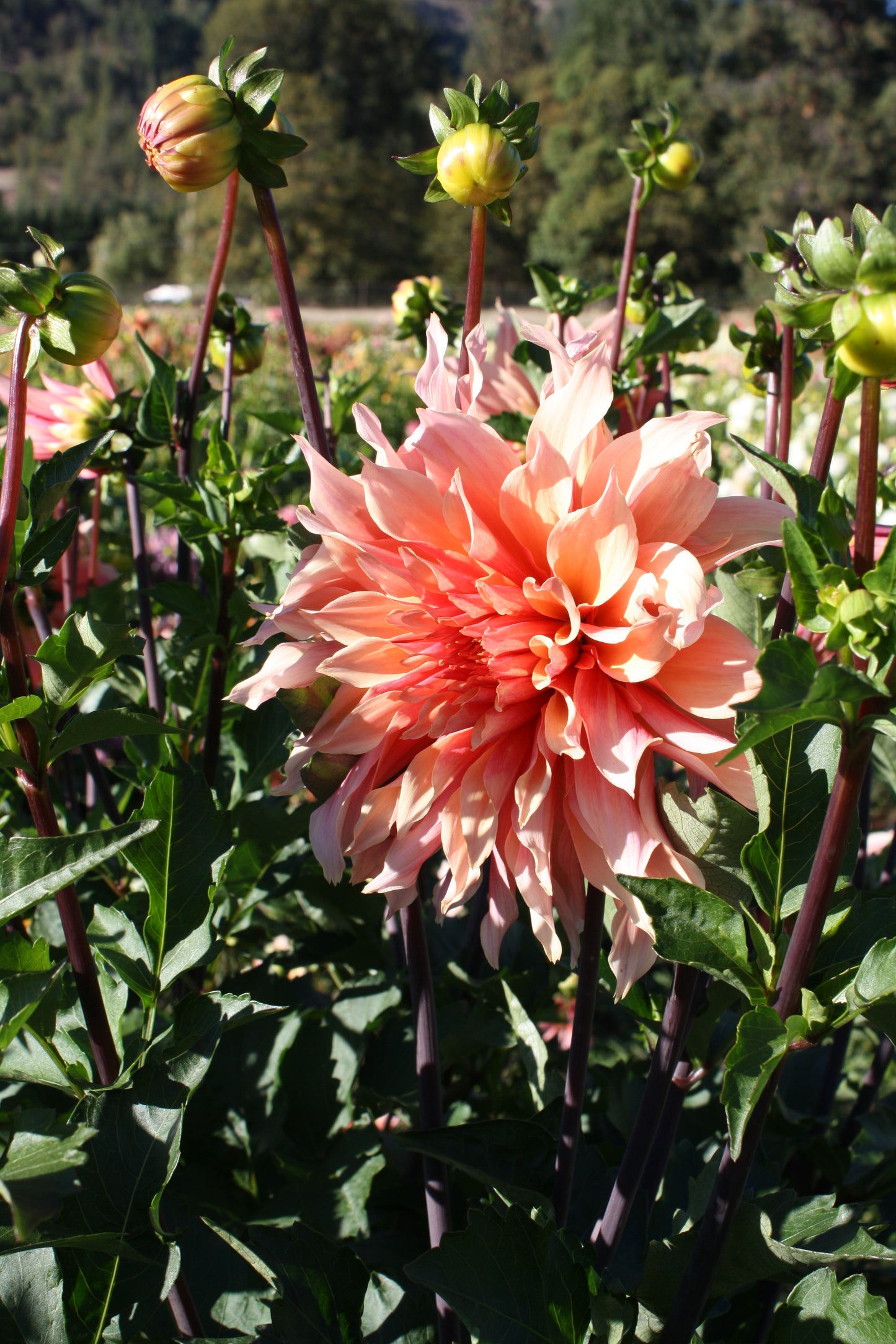 Labyrinth Dahlia Tuber