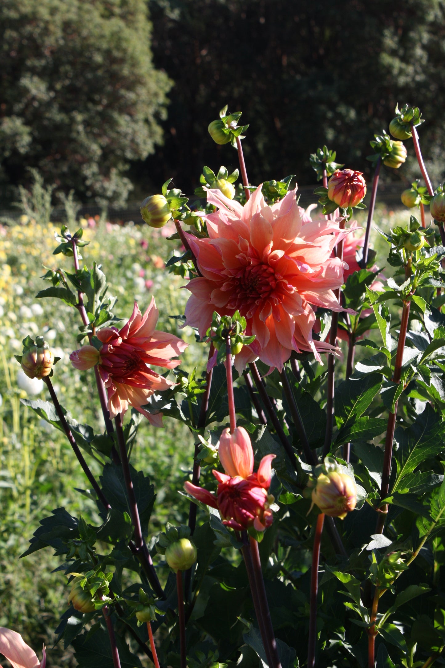 Labyrinth Dahlia Tuber