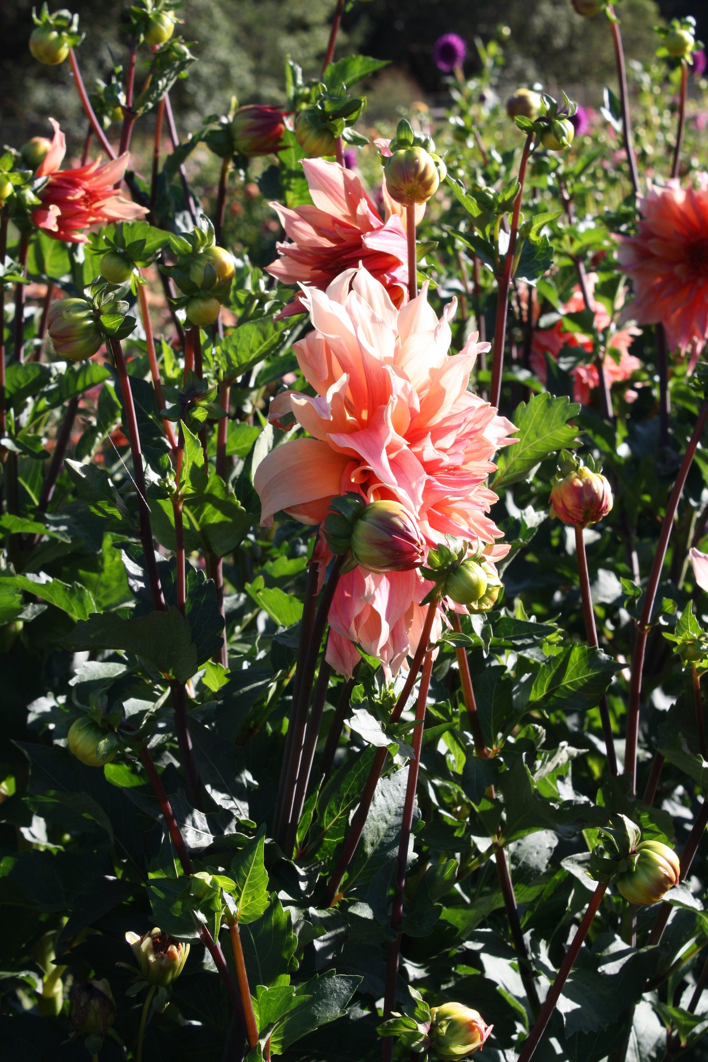 Labyrinth Dahlia Tuber