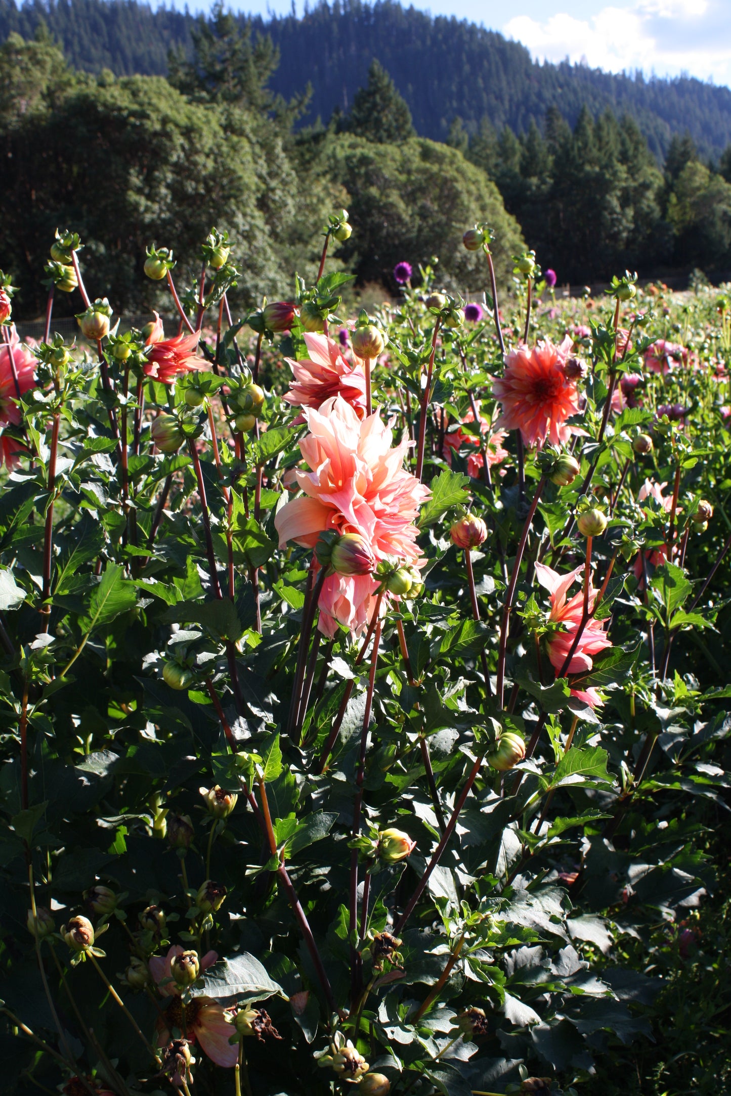 Labyrinth Dahlia Tuber