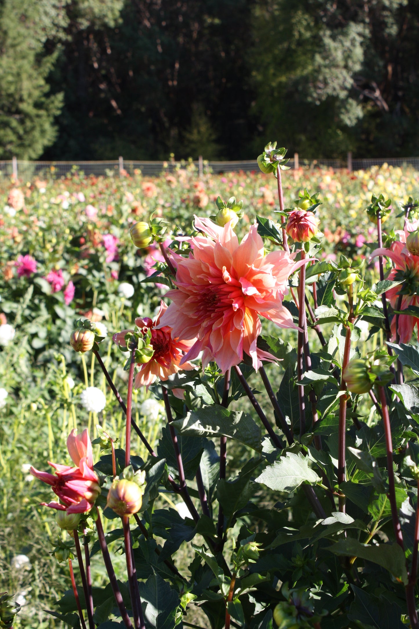 Labyrinth Dahlia Tuber