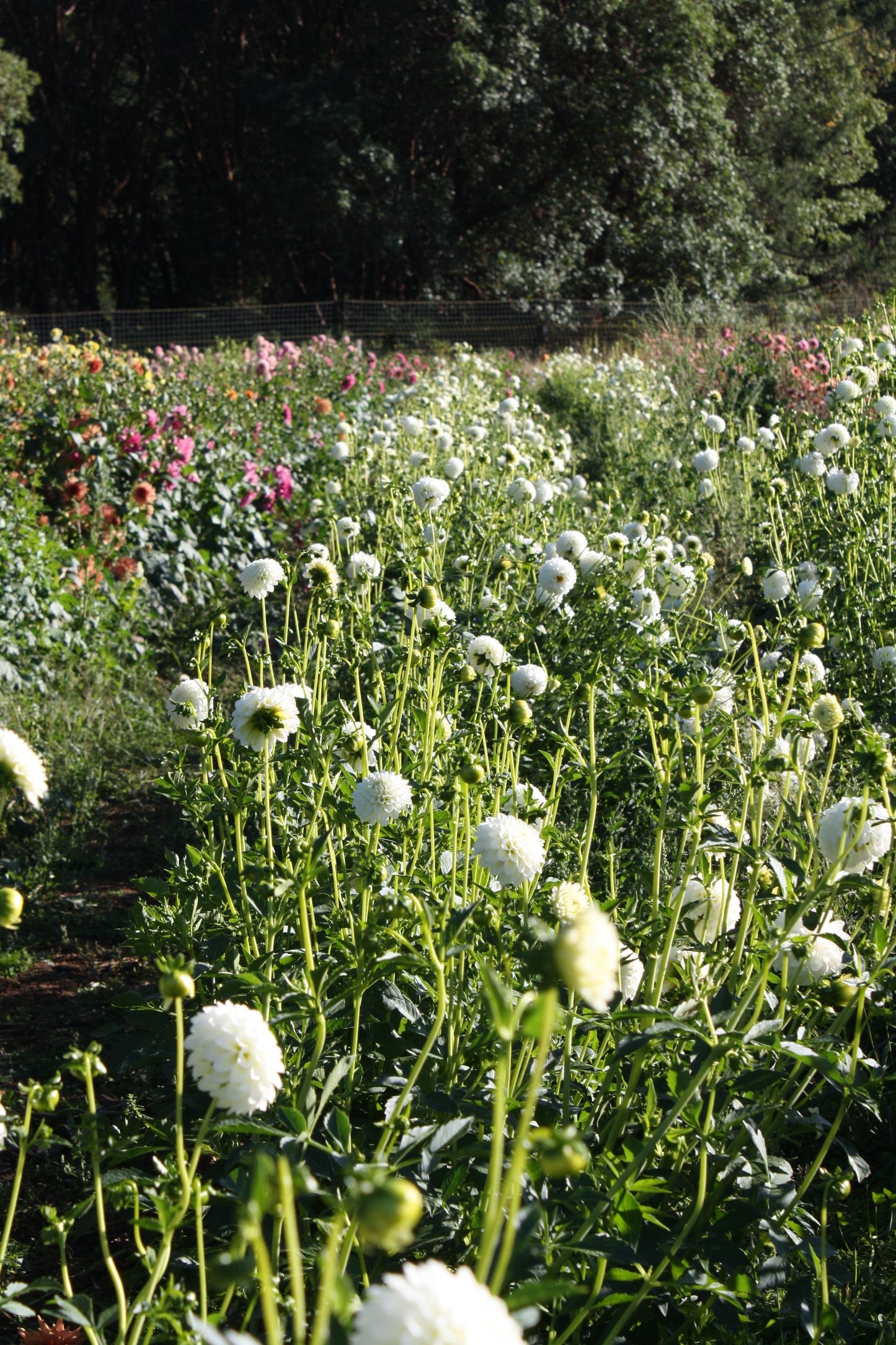 Boom Boom White Dahlia Tuber