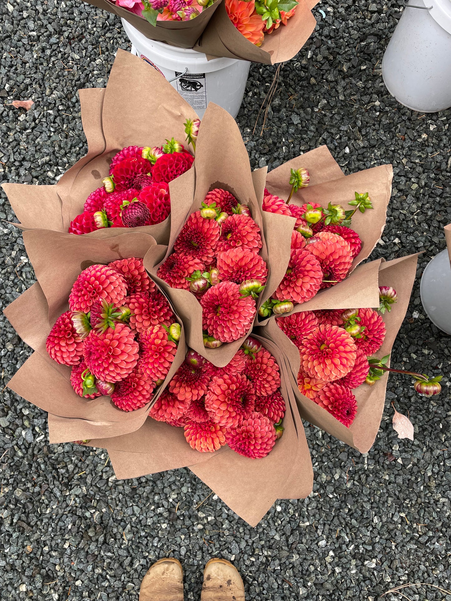 Copper Boy Dahlia Tuber